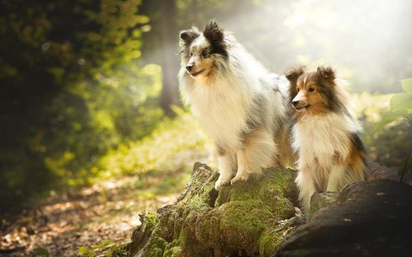 Animal Shetland Sheepdog Dogs HD Wallpaper | Background Image