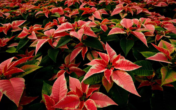 leaf nature poinsettia HD Desktop Wallpaper | Background Image