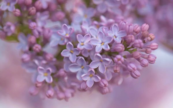 nature lilac HD Desktop Wallpaper | Background Image