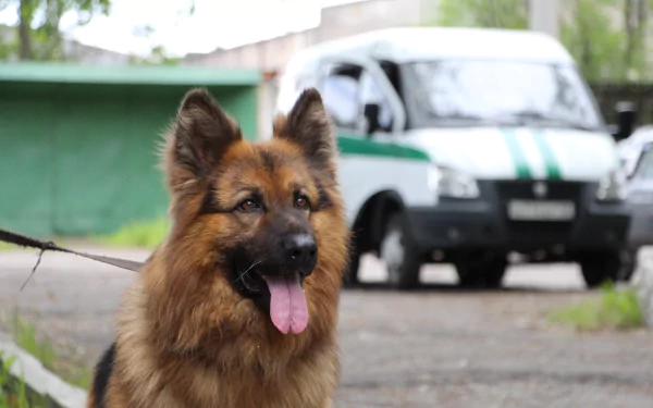 Animal german shepherd HD Desktop Wallpaper | Background Image