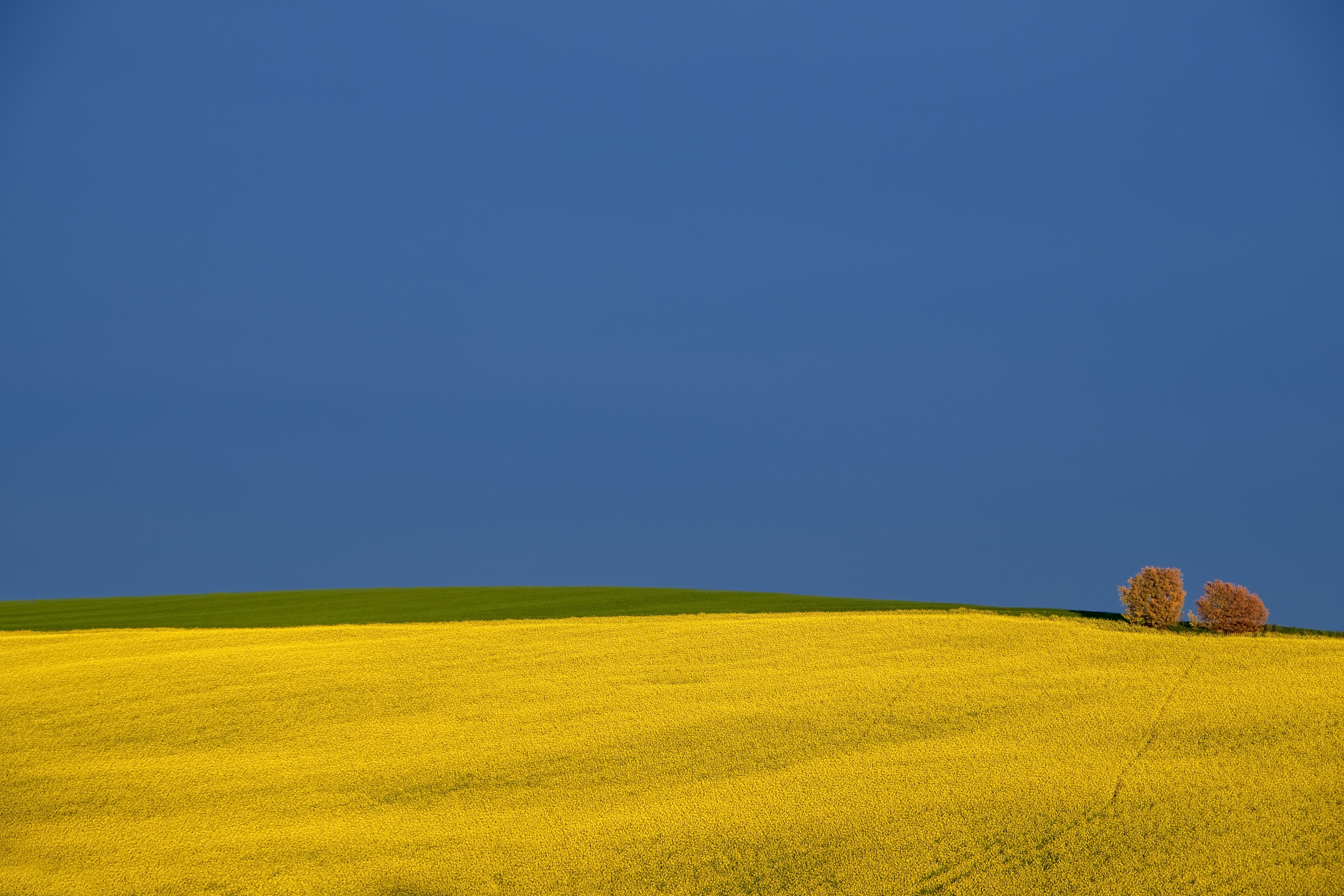 Download Tree Field Sky Italy Nature Rapeseed 4k Ultra HD Wallpaper