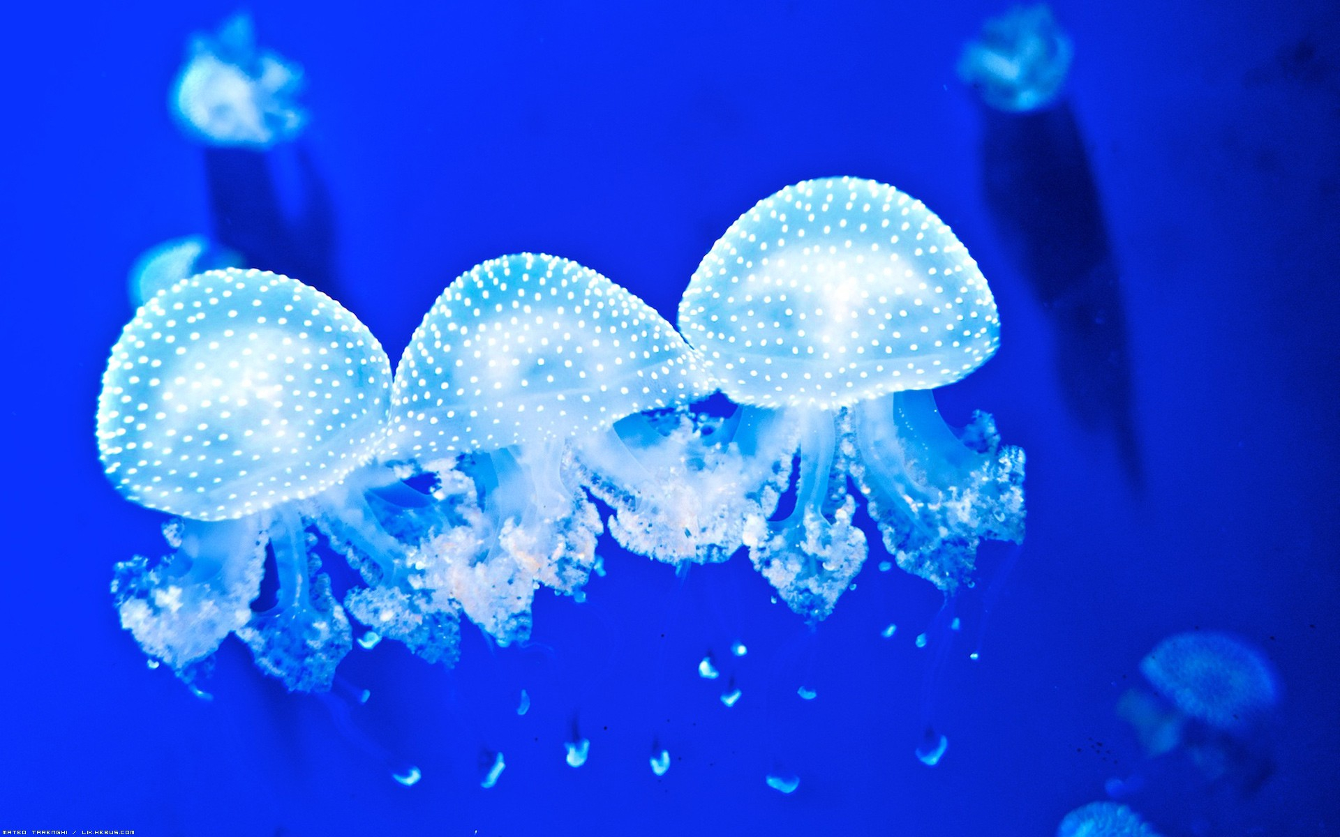 Animal Jellyfish HD Wallpaper | Background Image