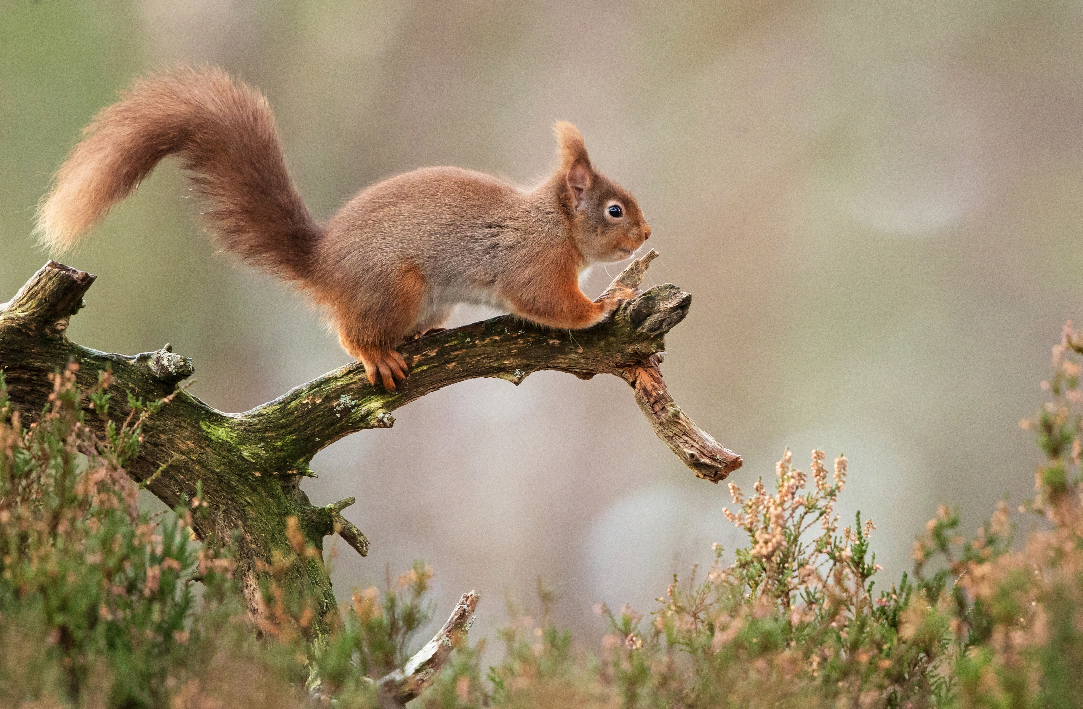 Download Rodent Animal Squirrel HD Wallpaper