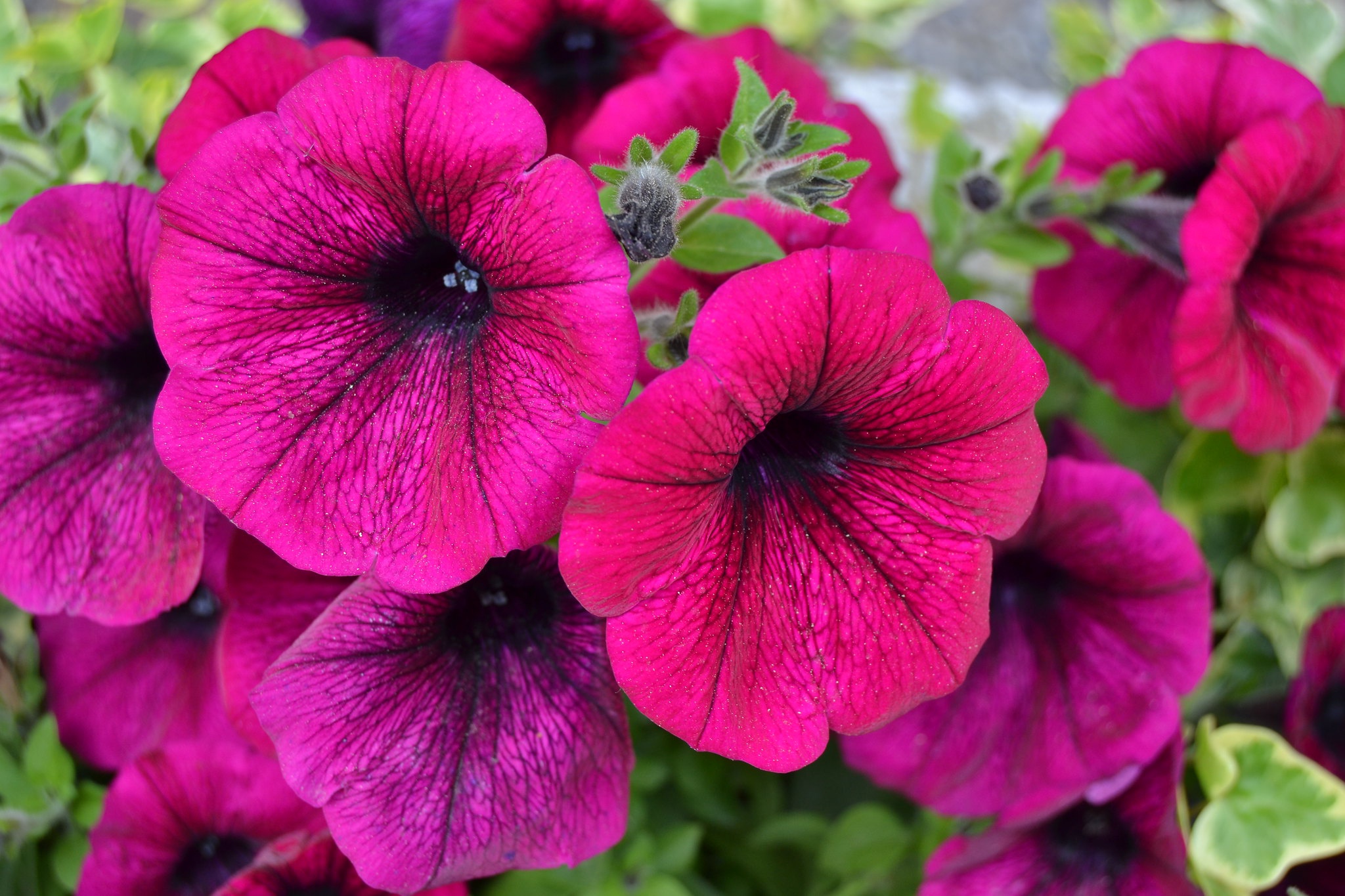 fleury petunia