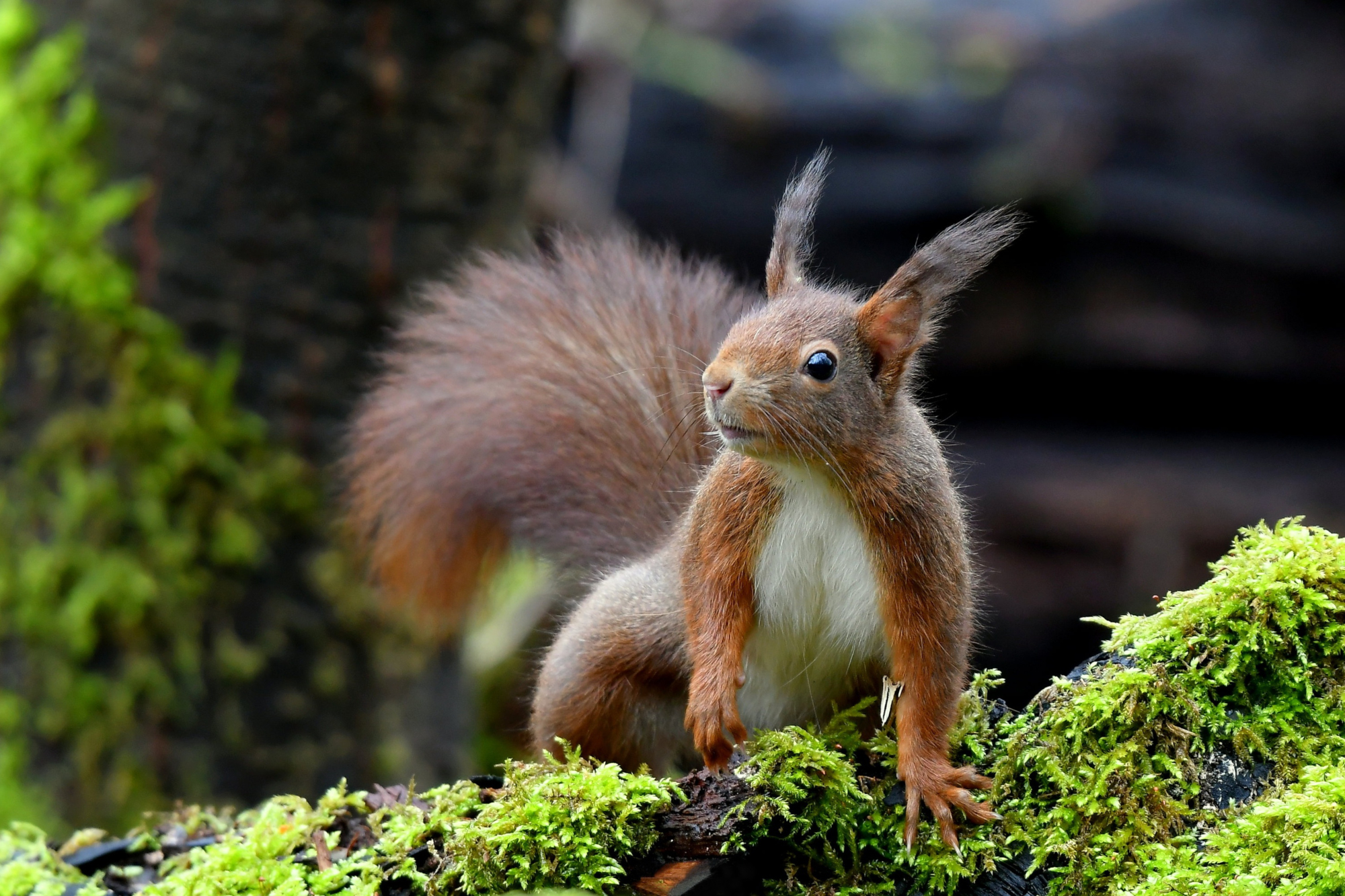 Download Animal Squirrel HD Wallpaper