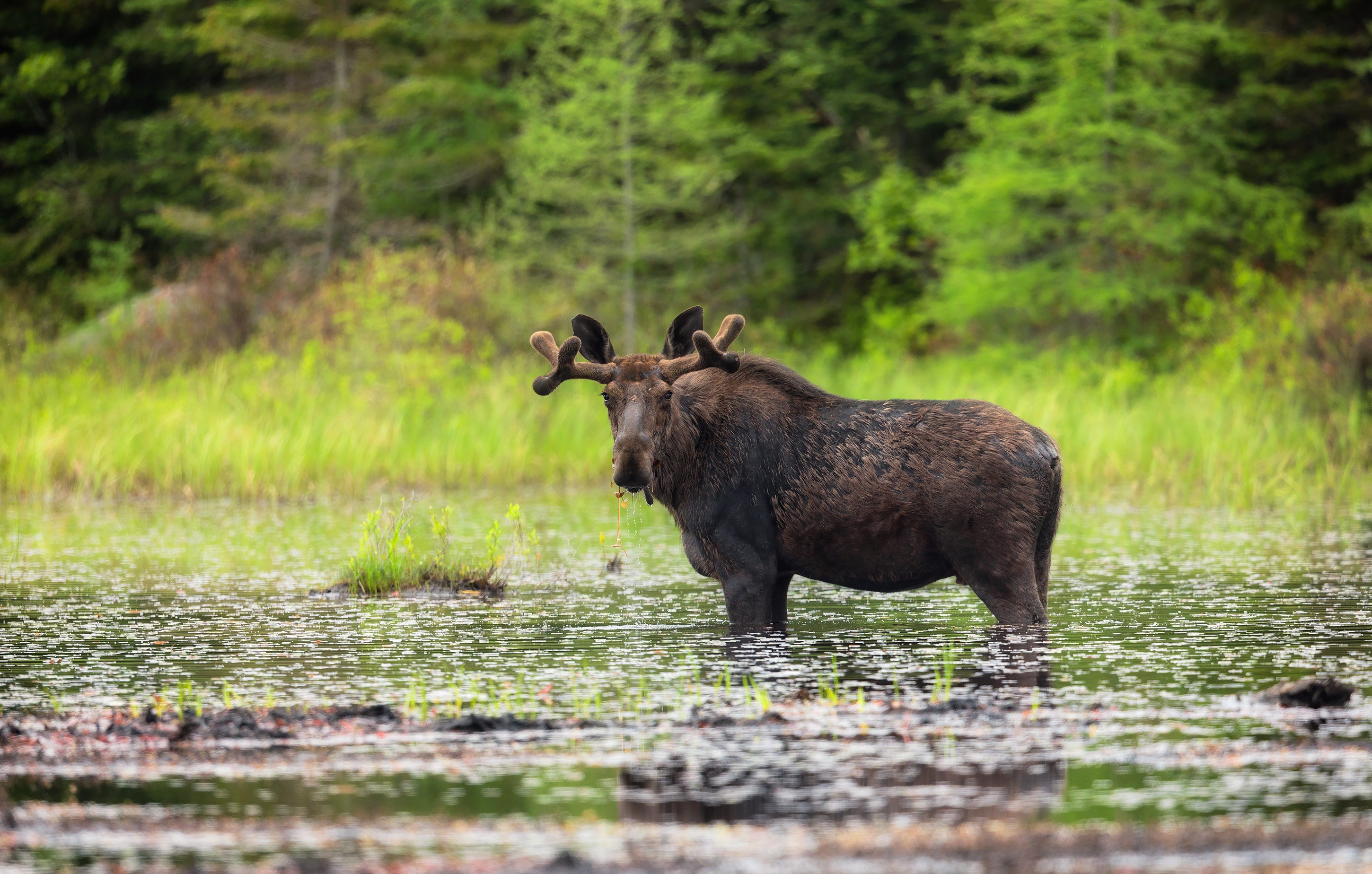 Moose HD Wallpaper | Background Image | 2900x1848