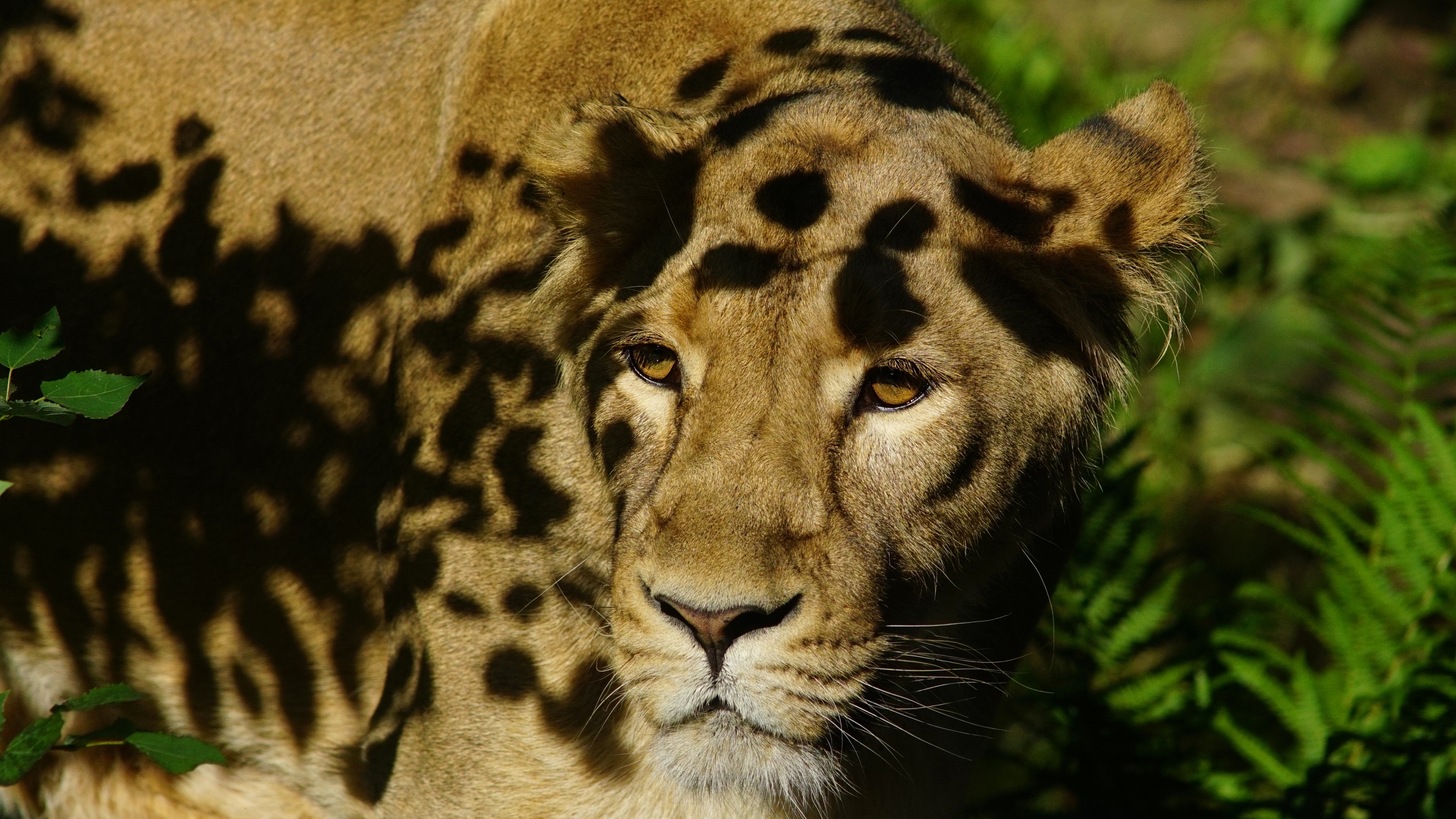 Löwe 4k Ultra HD Wallpaper Hintergrund 3840x2160 ID1093705