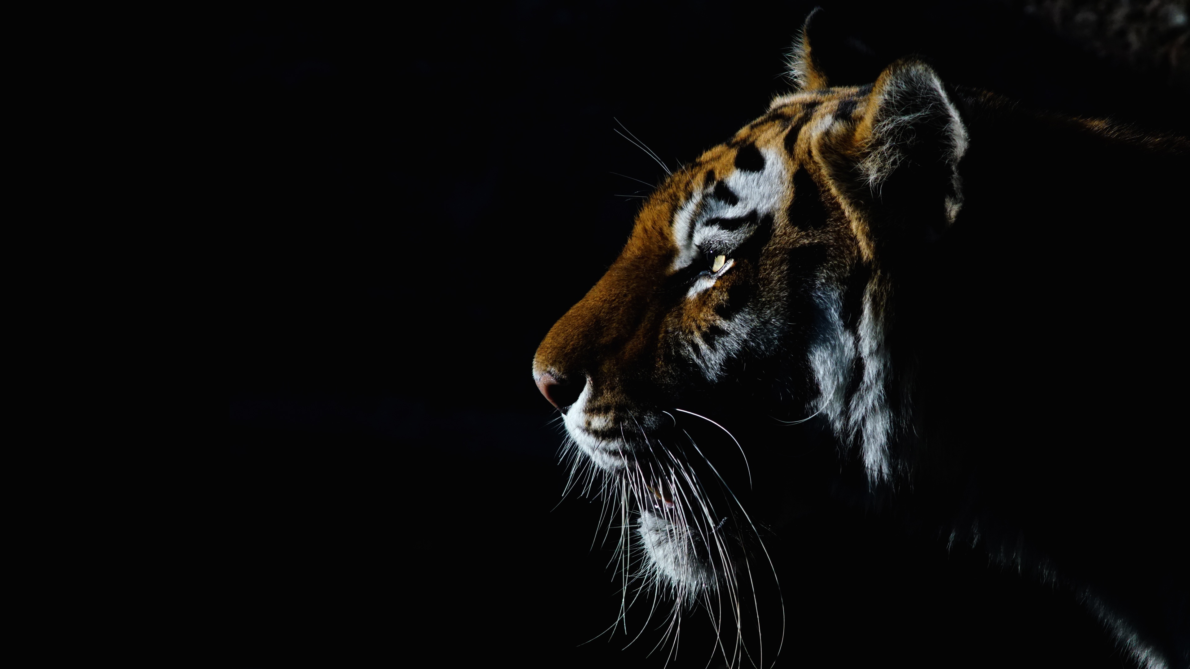 Tiger 4k Ultra HD Wallpaper