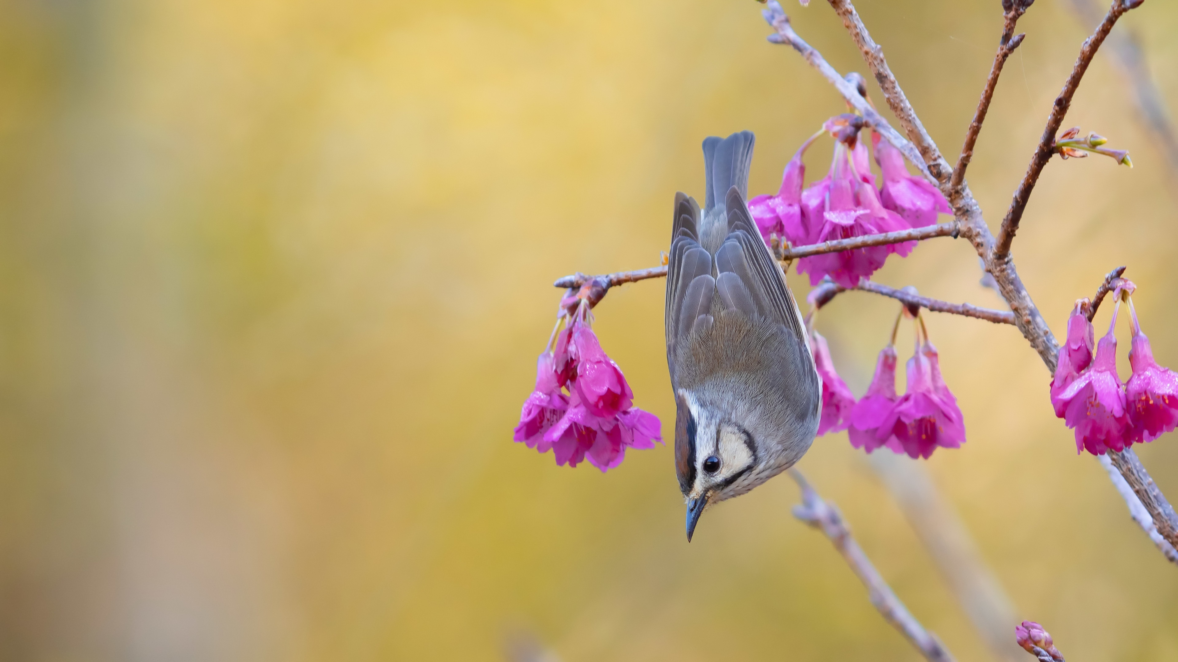 Animal Bird HD Wallpaper | Background Image