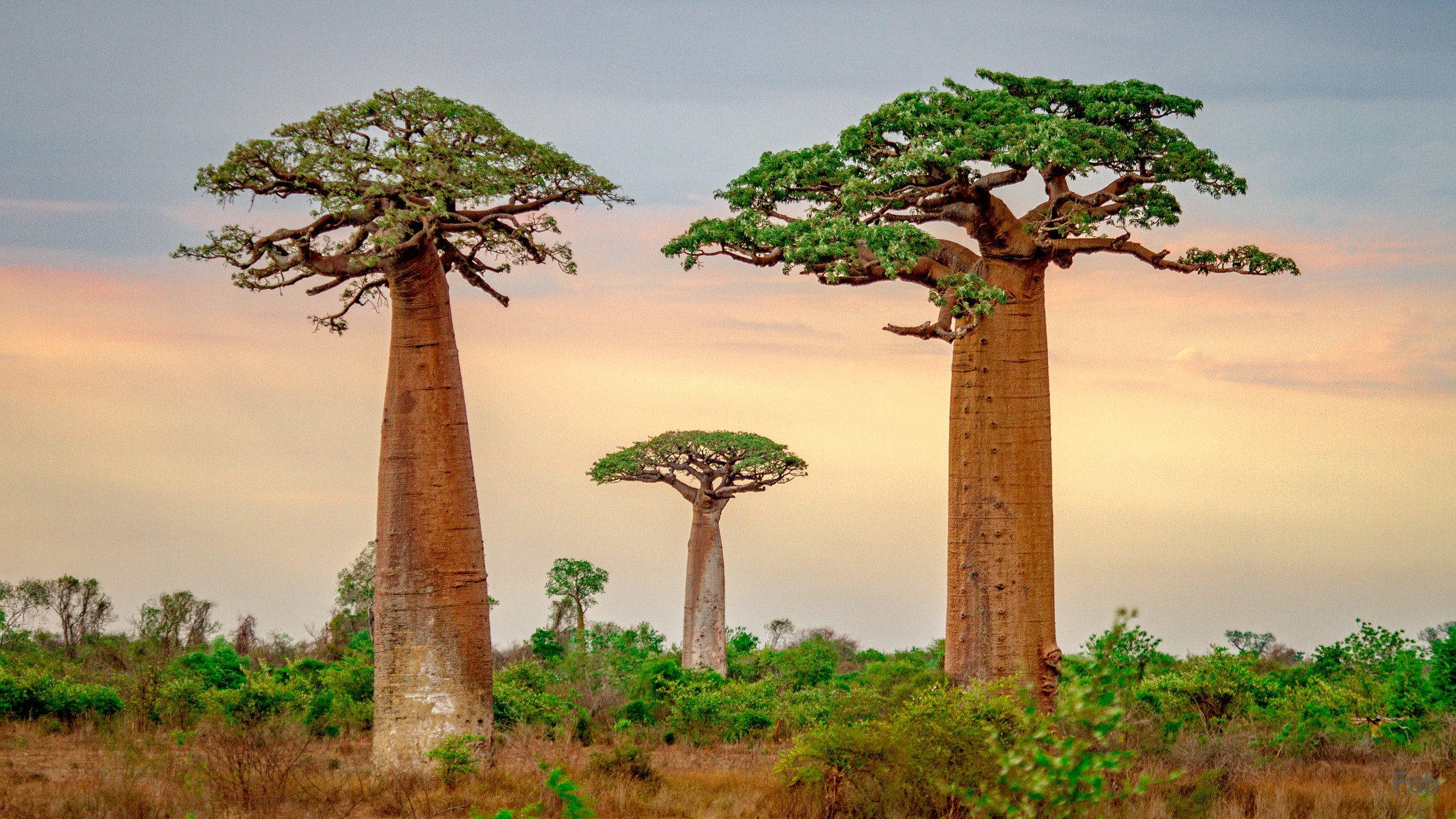 Baobab Tree HD Wallpaper | Background Image | 2048x1152