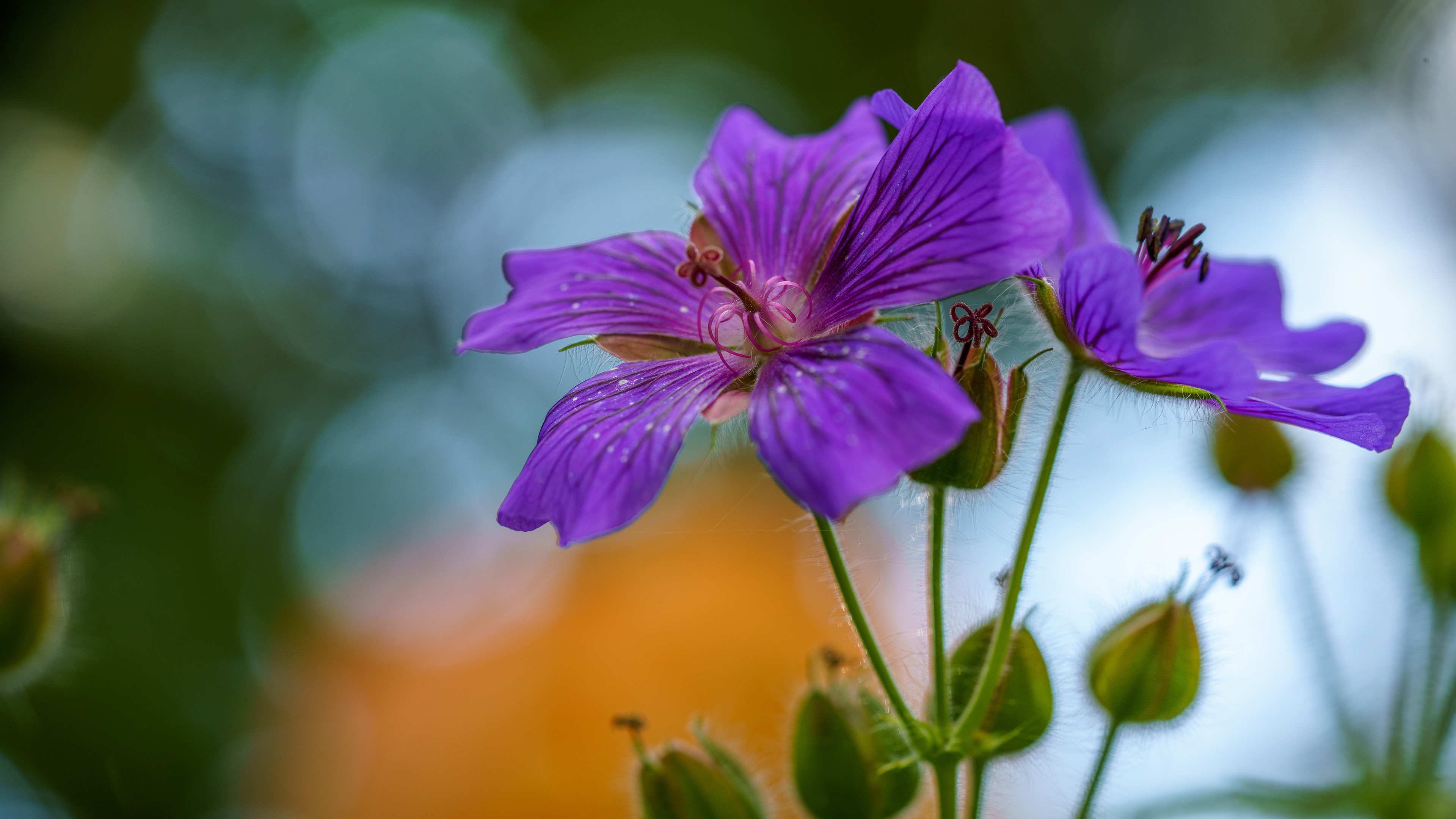 Download Flower Macro Nature Geranium 4k Ultra HD Wallpaper