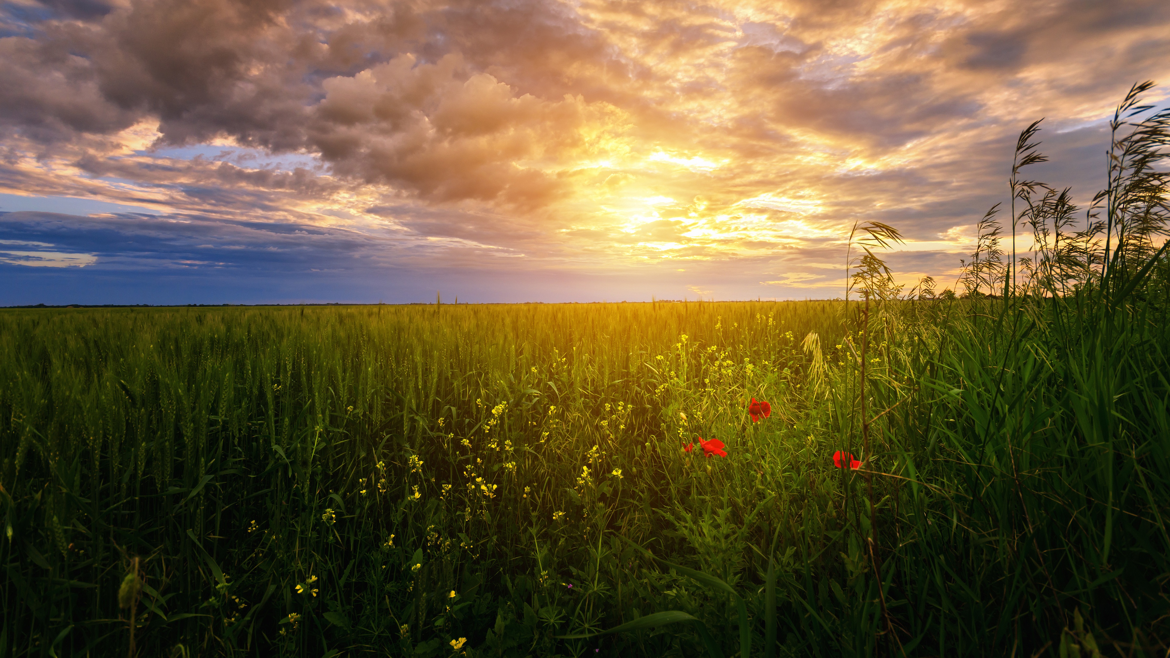 Download Wheat Horizon Poppy Flower Cloud Sun Sky Nature Field 4k Ultra ...