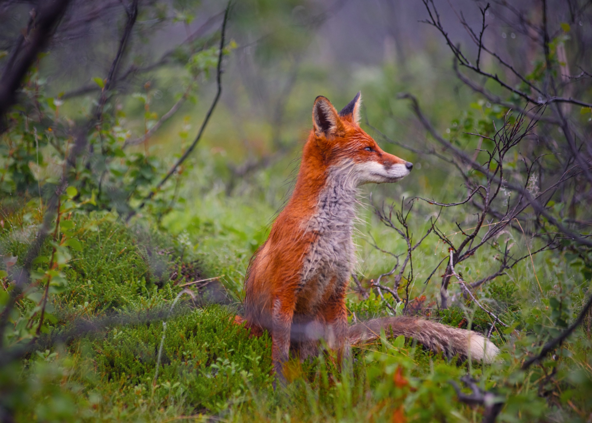 Download Animal Fox HD Wallpaper