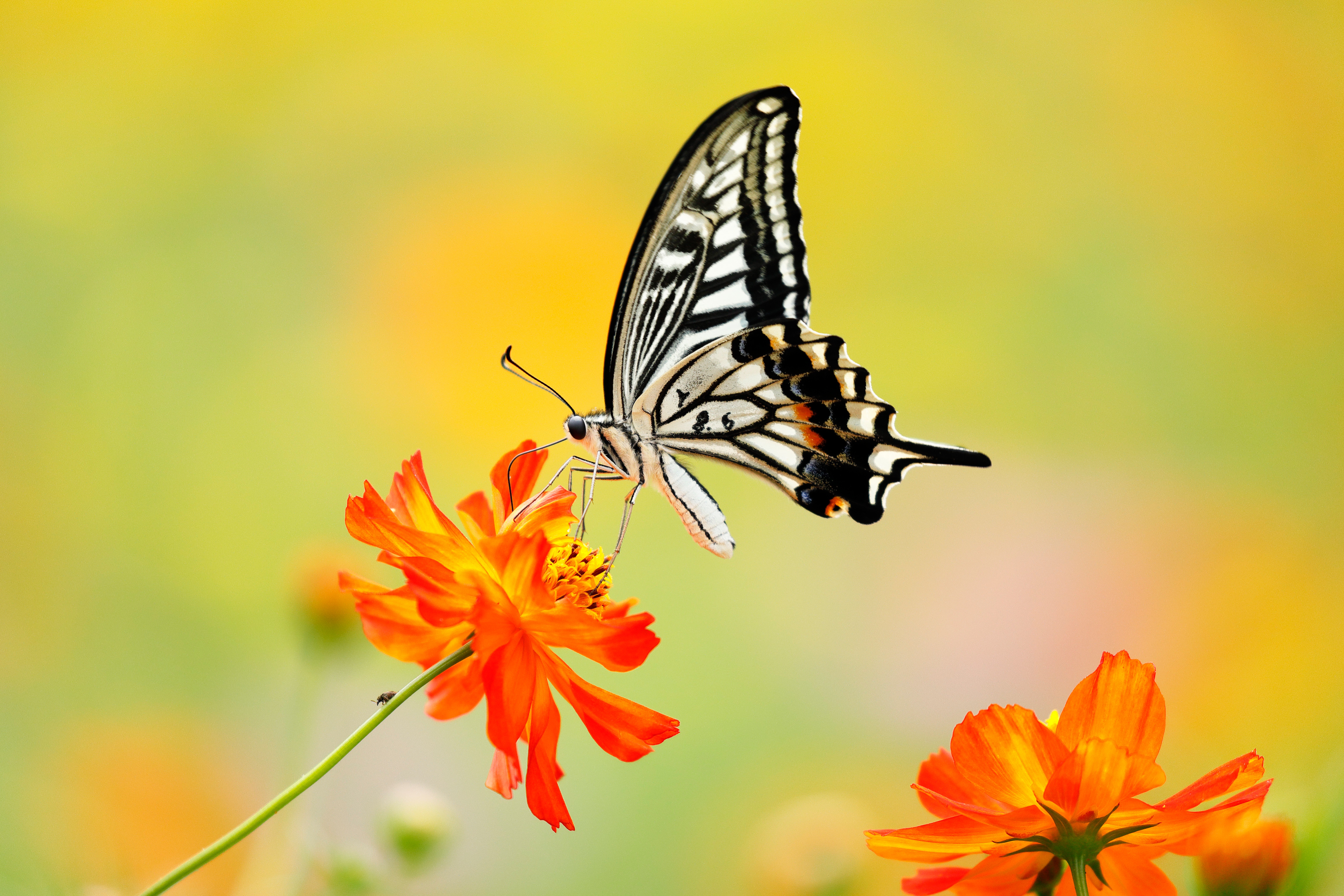 Butterfly 5k Retina Ultra HD Wallpaper | Background Image ...