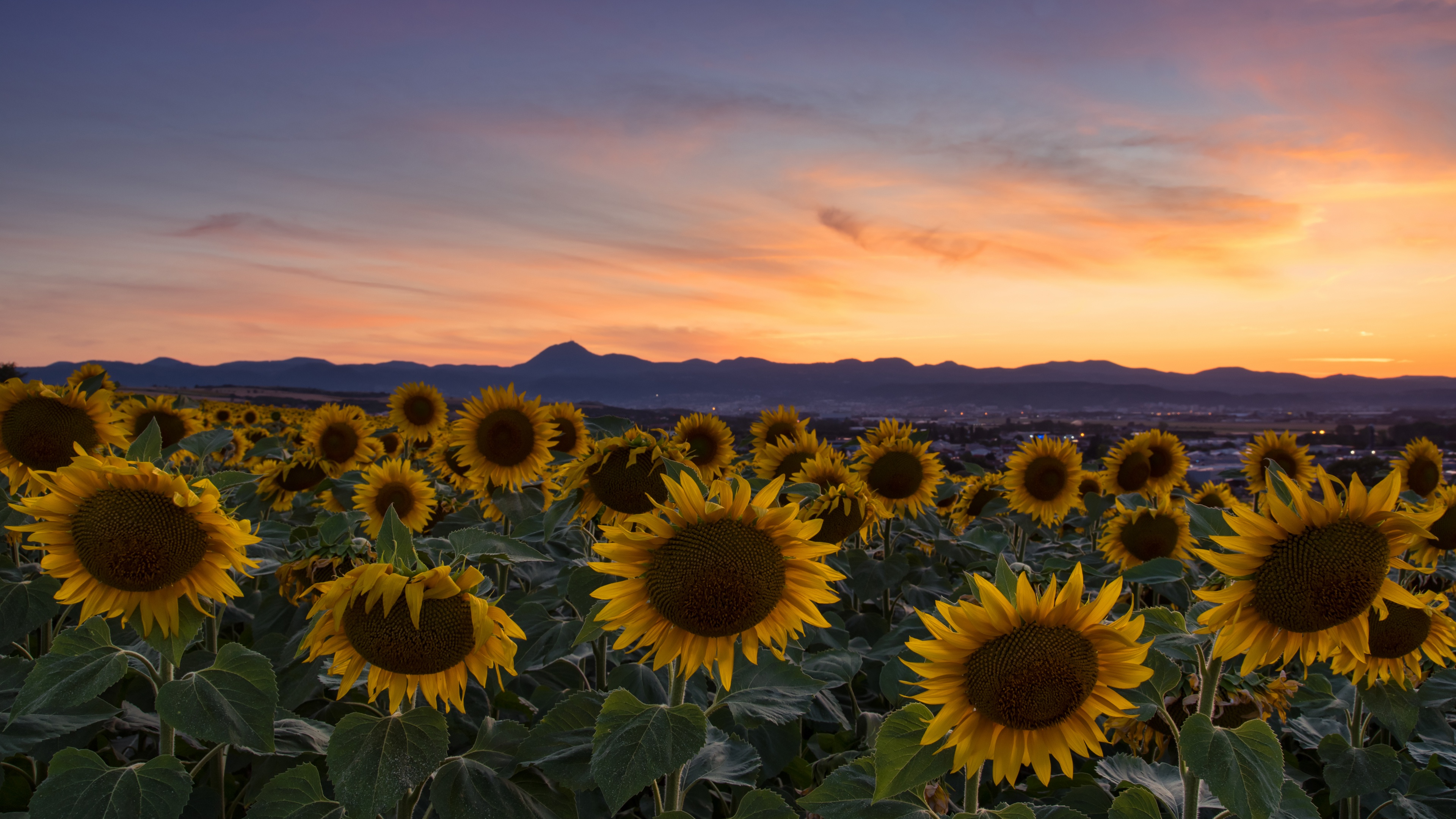 Download Cloud Sunset Field Nature Sunflower 4k Ultra Hd Wallpaper