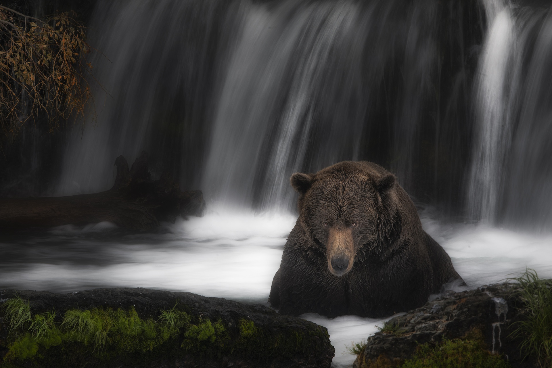 Bear HD Wallpaper