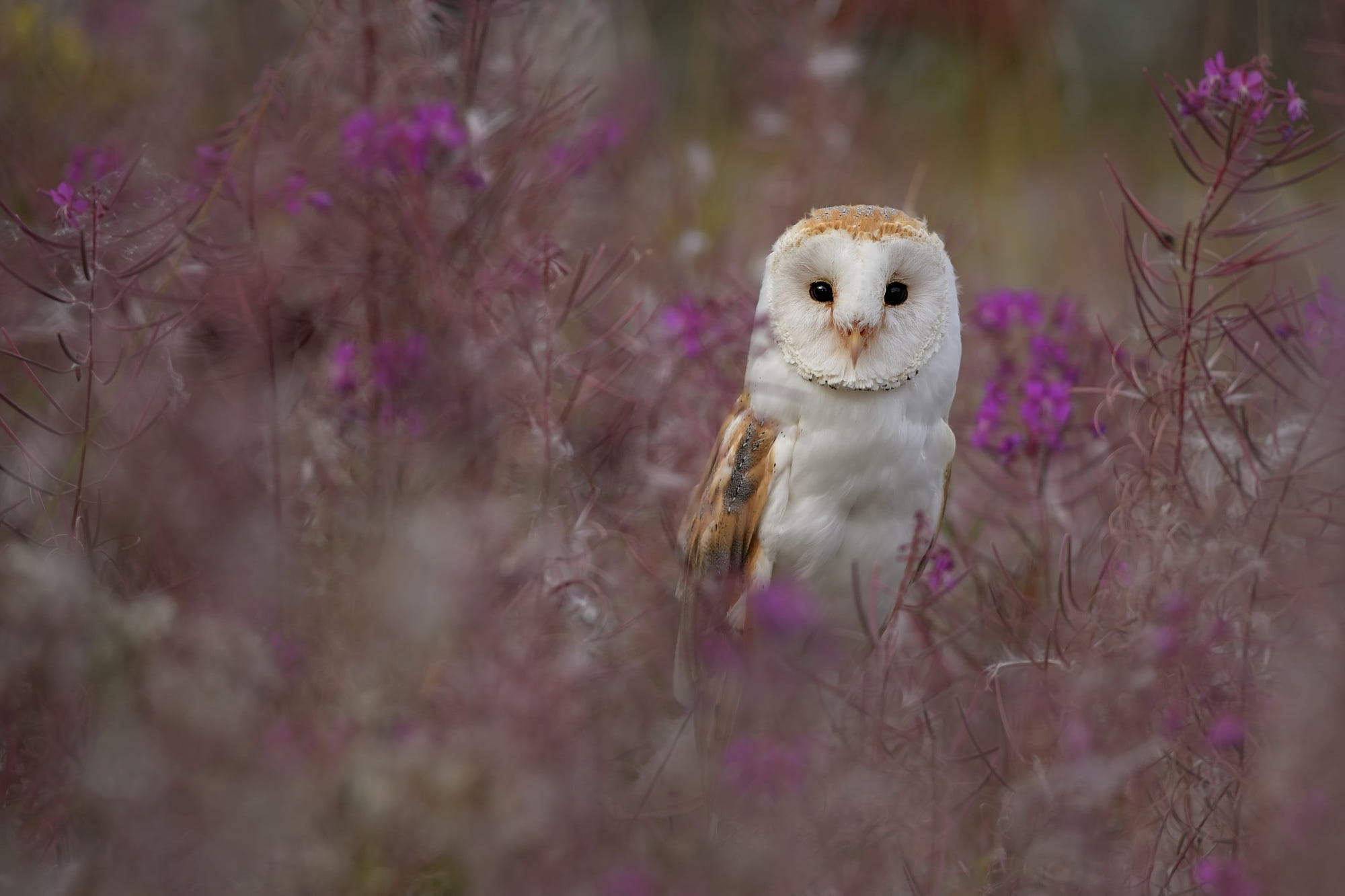 Download Bird Owl Animal Barn Owl HD Wallpaper