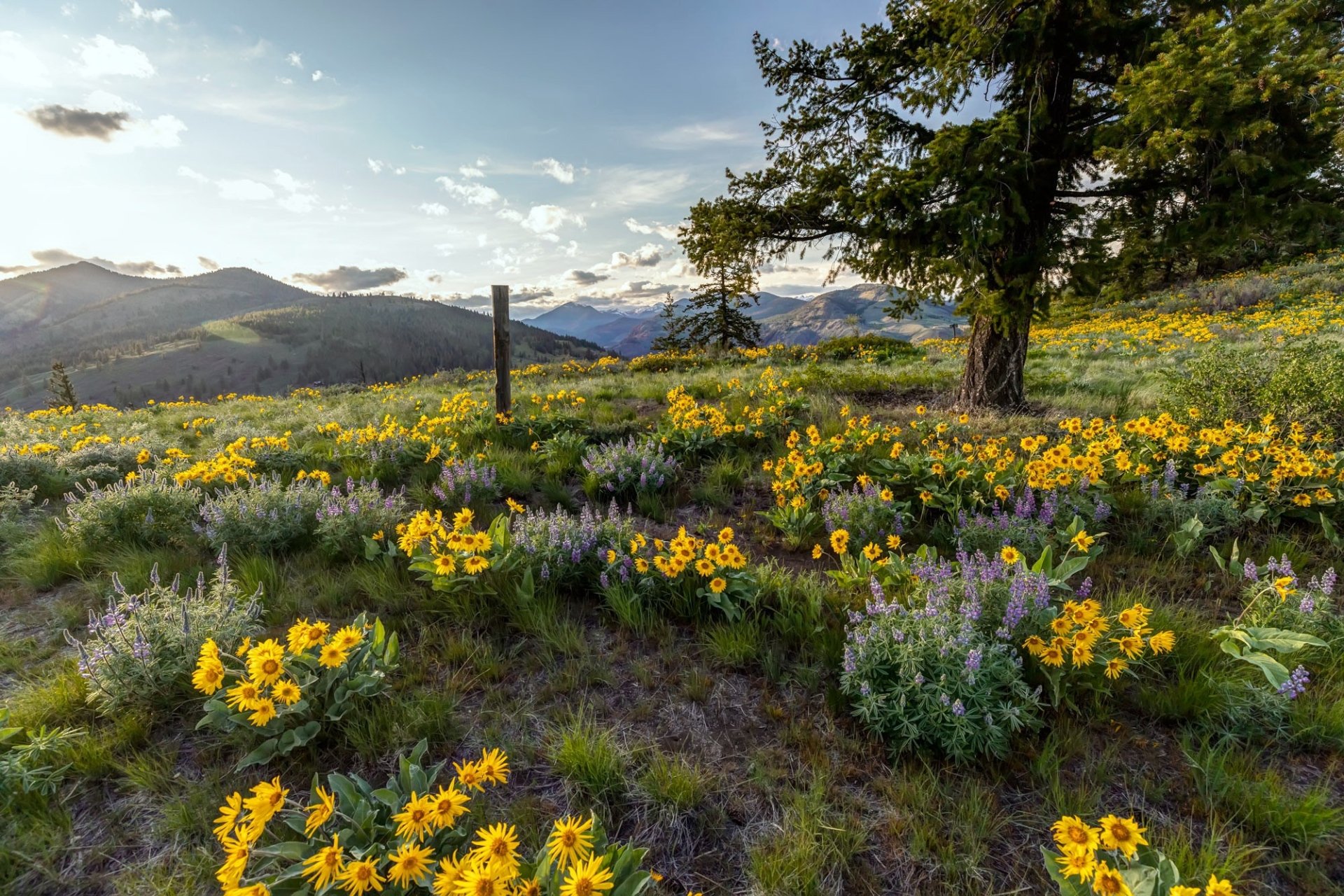 Download Nature Mountain Flower Landscape HD Wallpaper