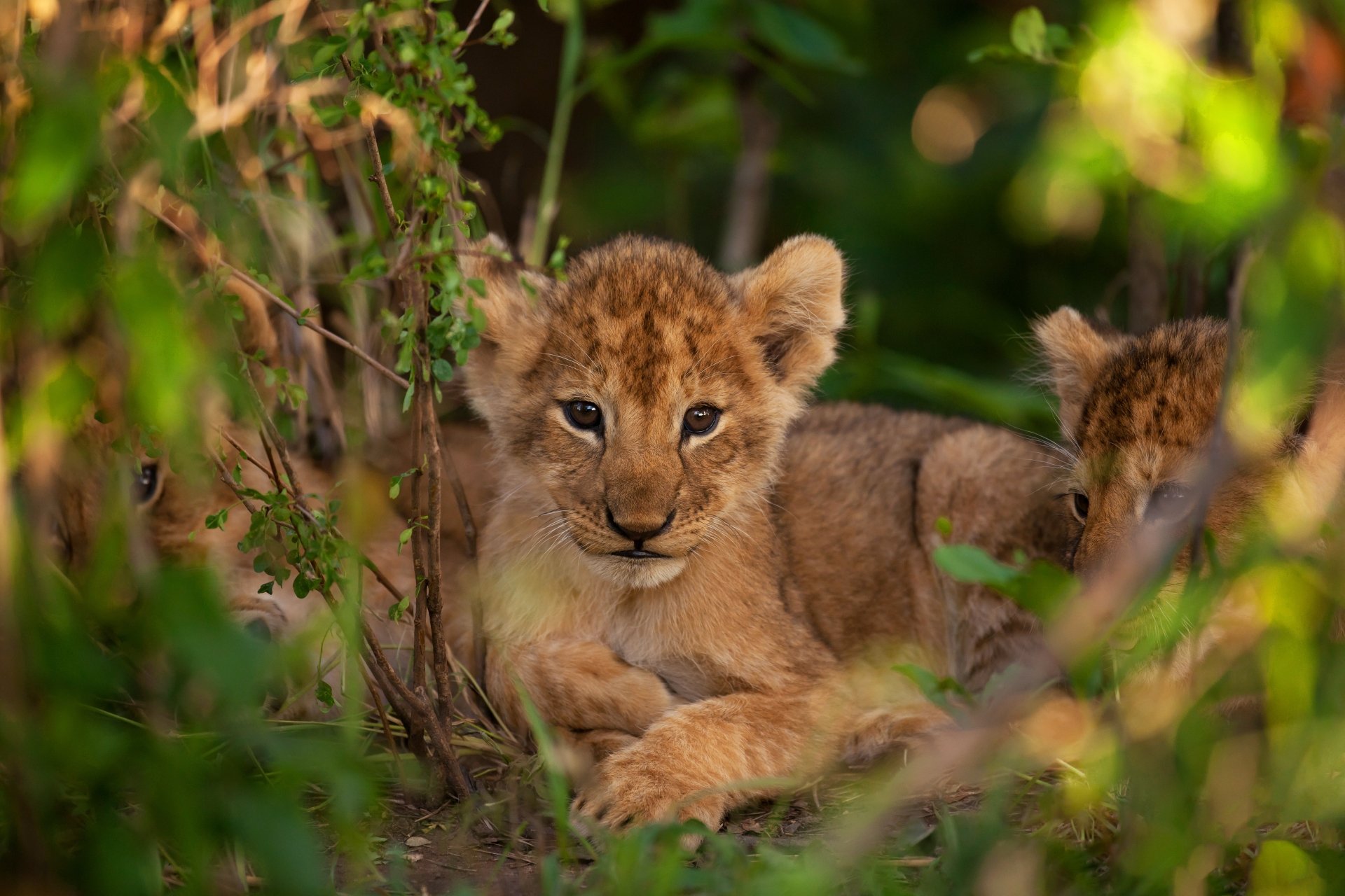 A close-up of a lion cub resting among green foliage, captured in vibrant detail for a 4K Ultra HD PC desktop wallpaper.