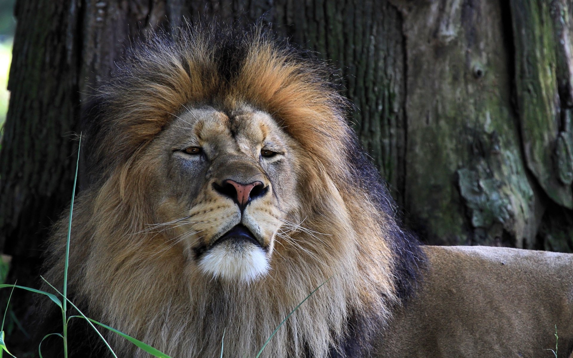 Download Animal Lion 4k Ultra HD Wallpaper