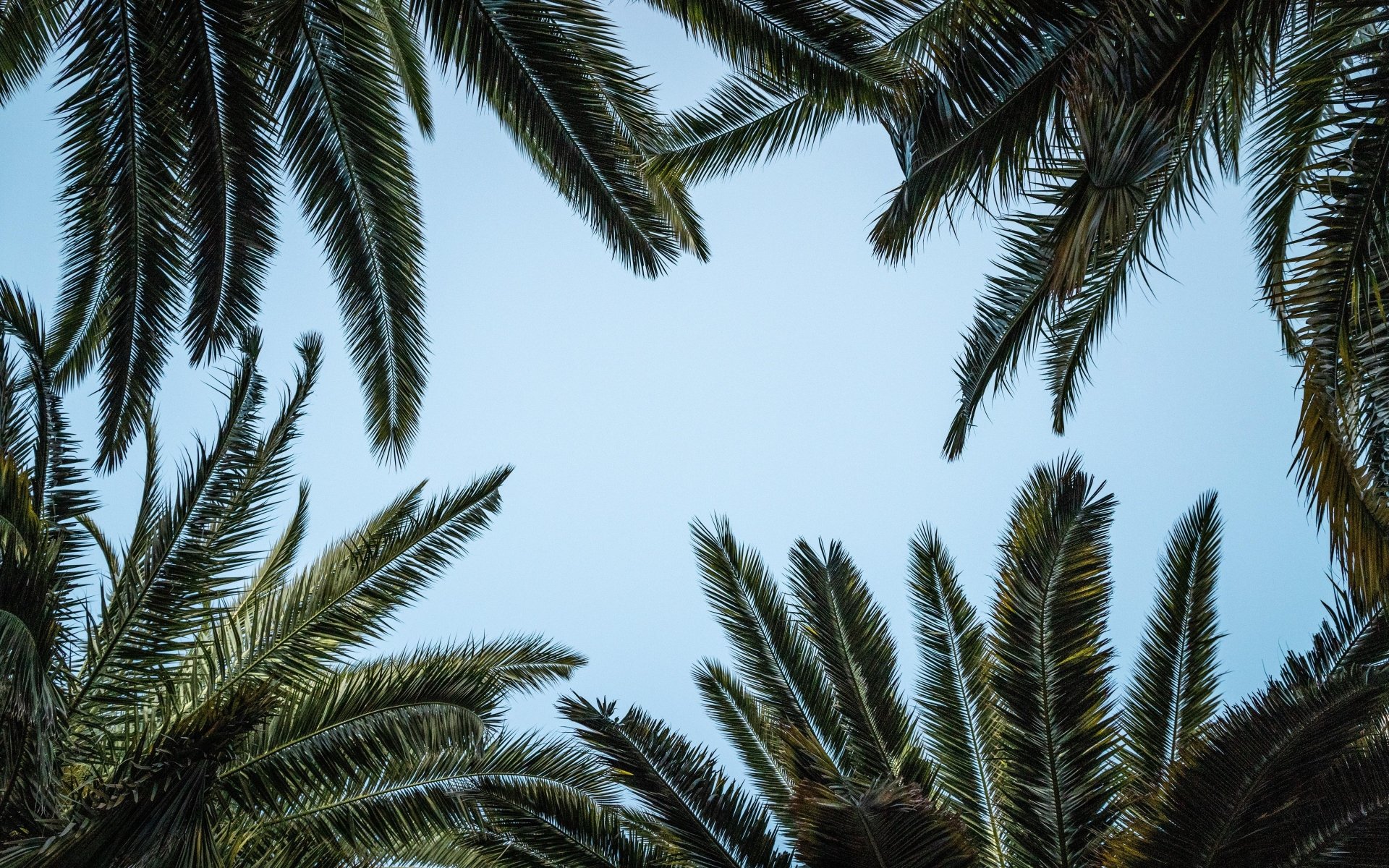 Palm Tree 4k Ultra HD Wallpaper | Background Image | 3840x2400