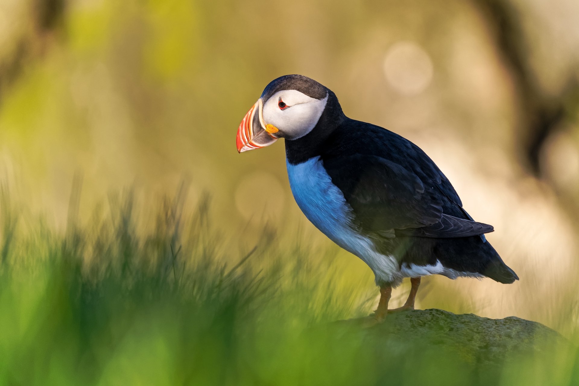 A vibrant puffin bird standing on grass, captured in stunning detail as a 4K Ultra HD PC desktop wallpaper and background.