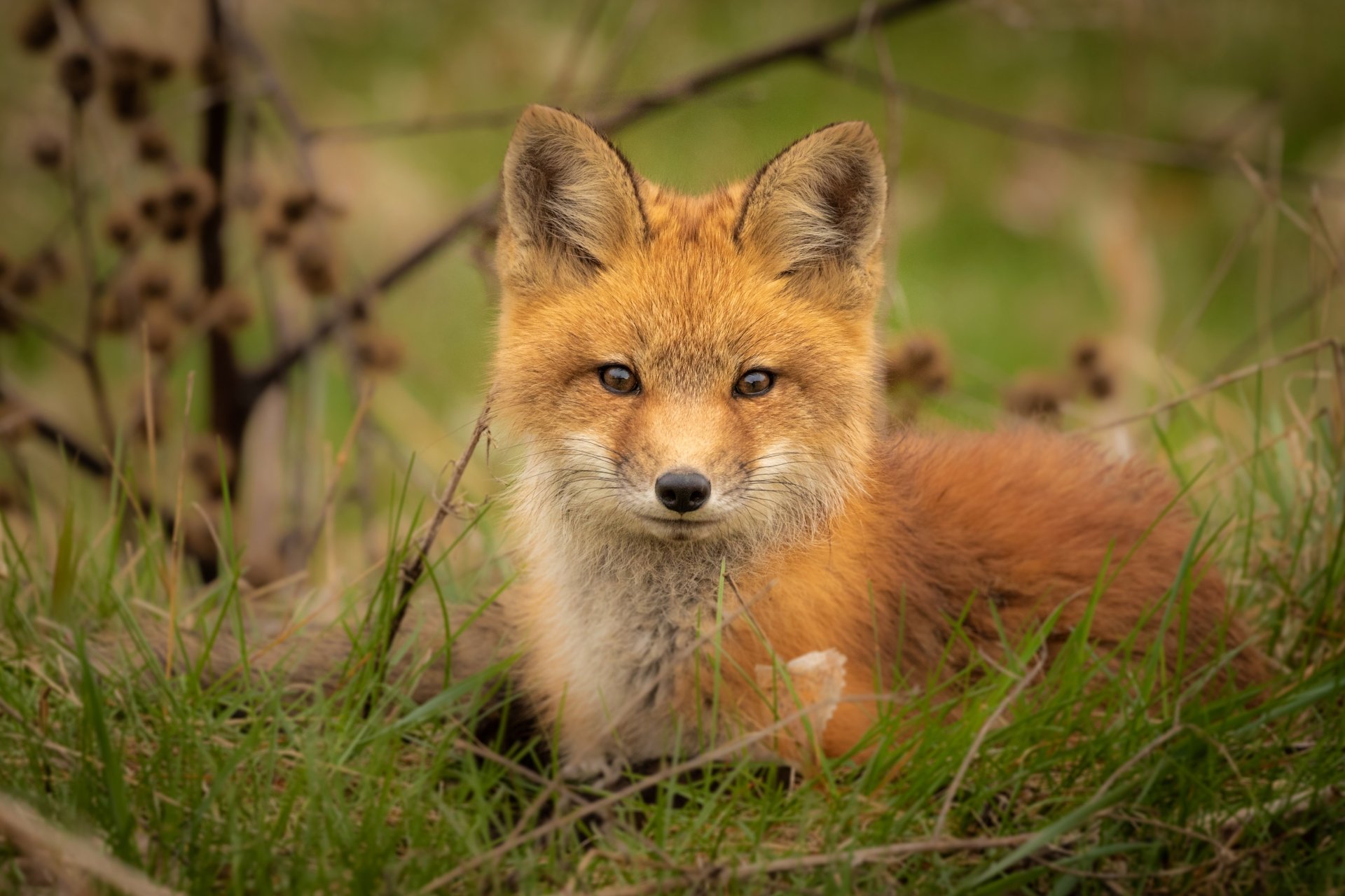 Download Stare Animal Fox 4k Ultra HD Wallpaper