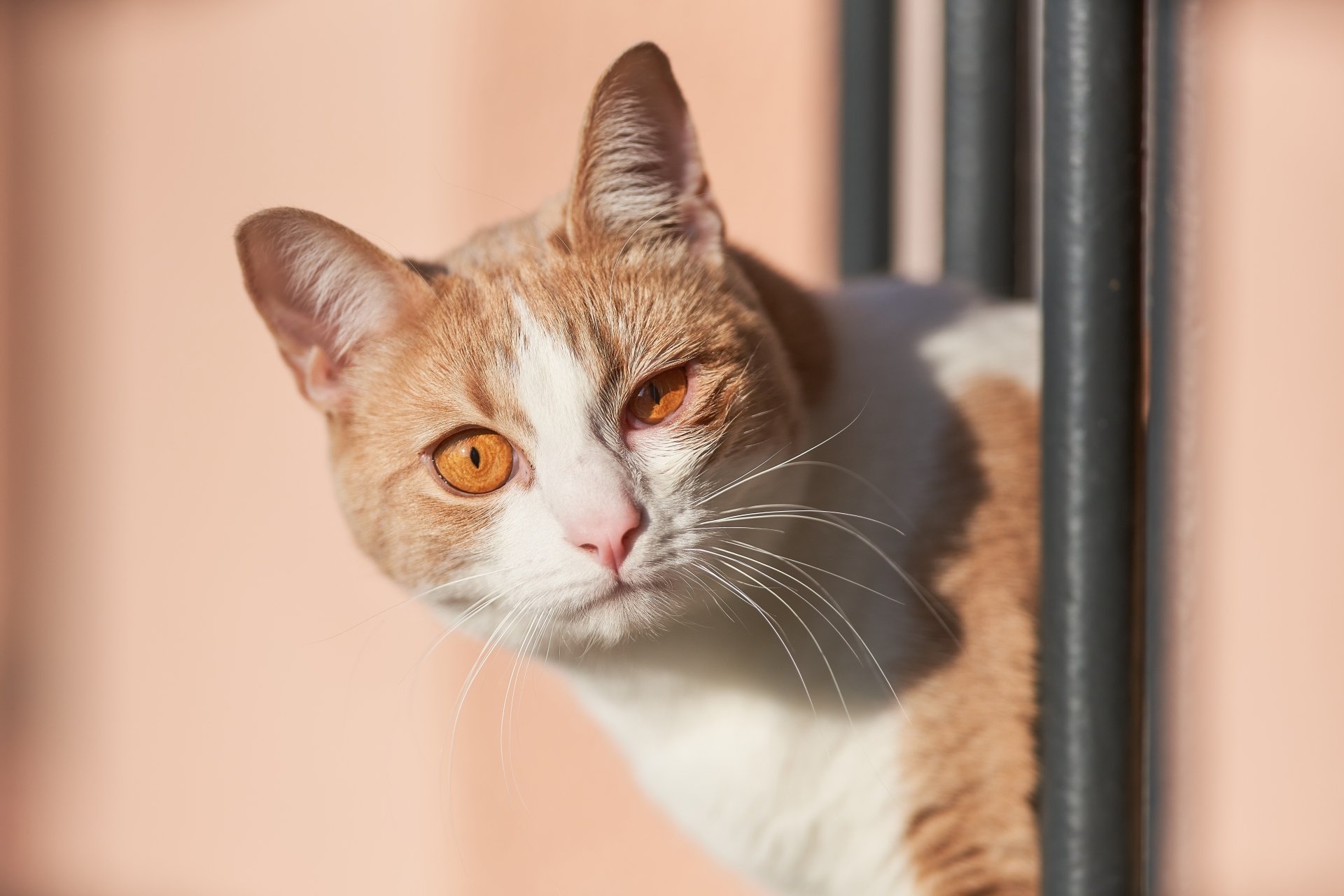 8K Ultra HD close-up of an orange and white cat peeking around a corner, captured in sharp detail for PC desktop wallpaper and background.