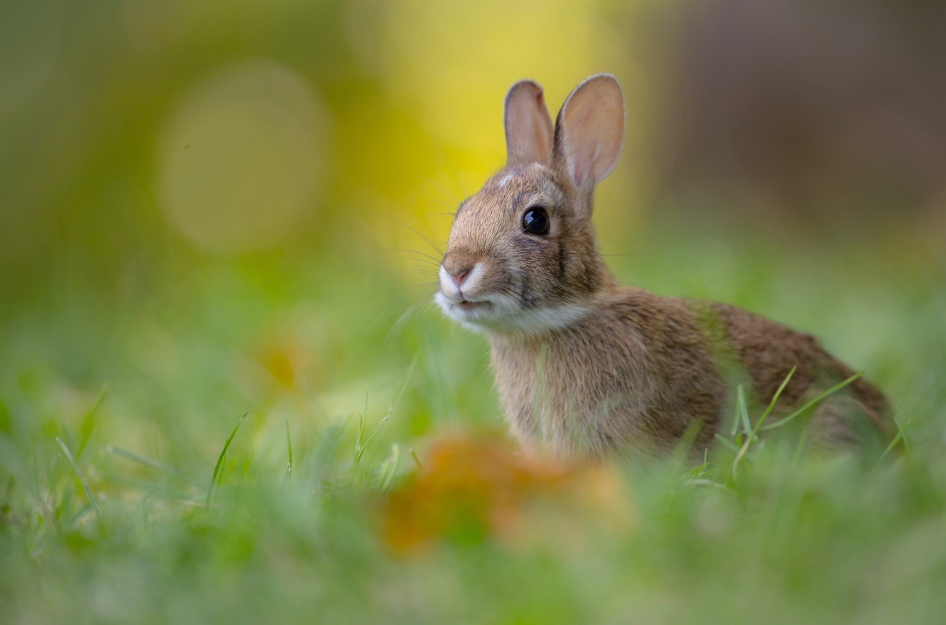 Animal Hare HD Wallpaper