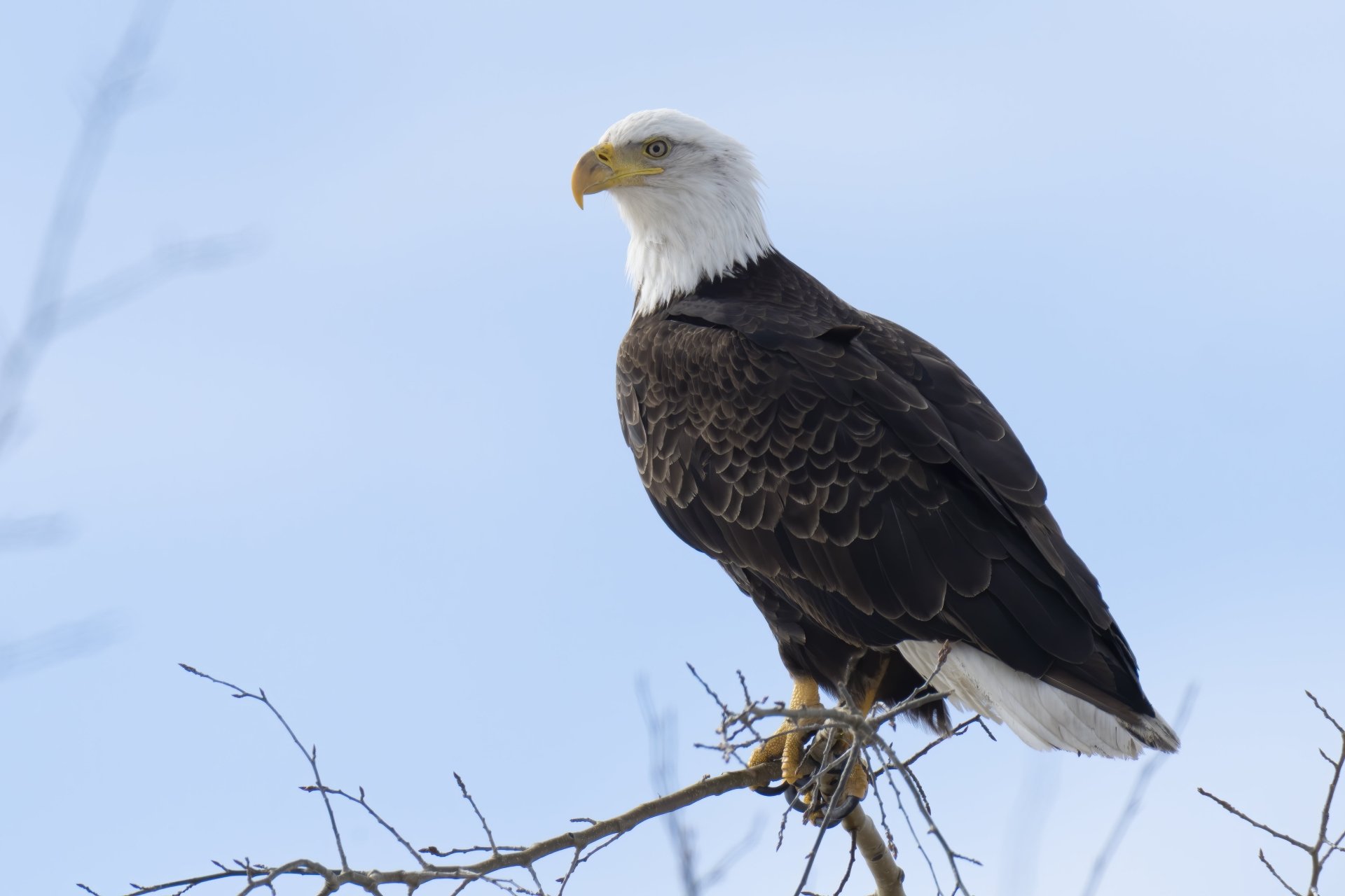 Download Bird Of Prey Eagle Animal Bald Eagle 4k Ultra HD Wallpaper