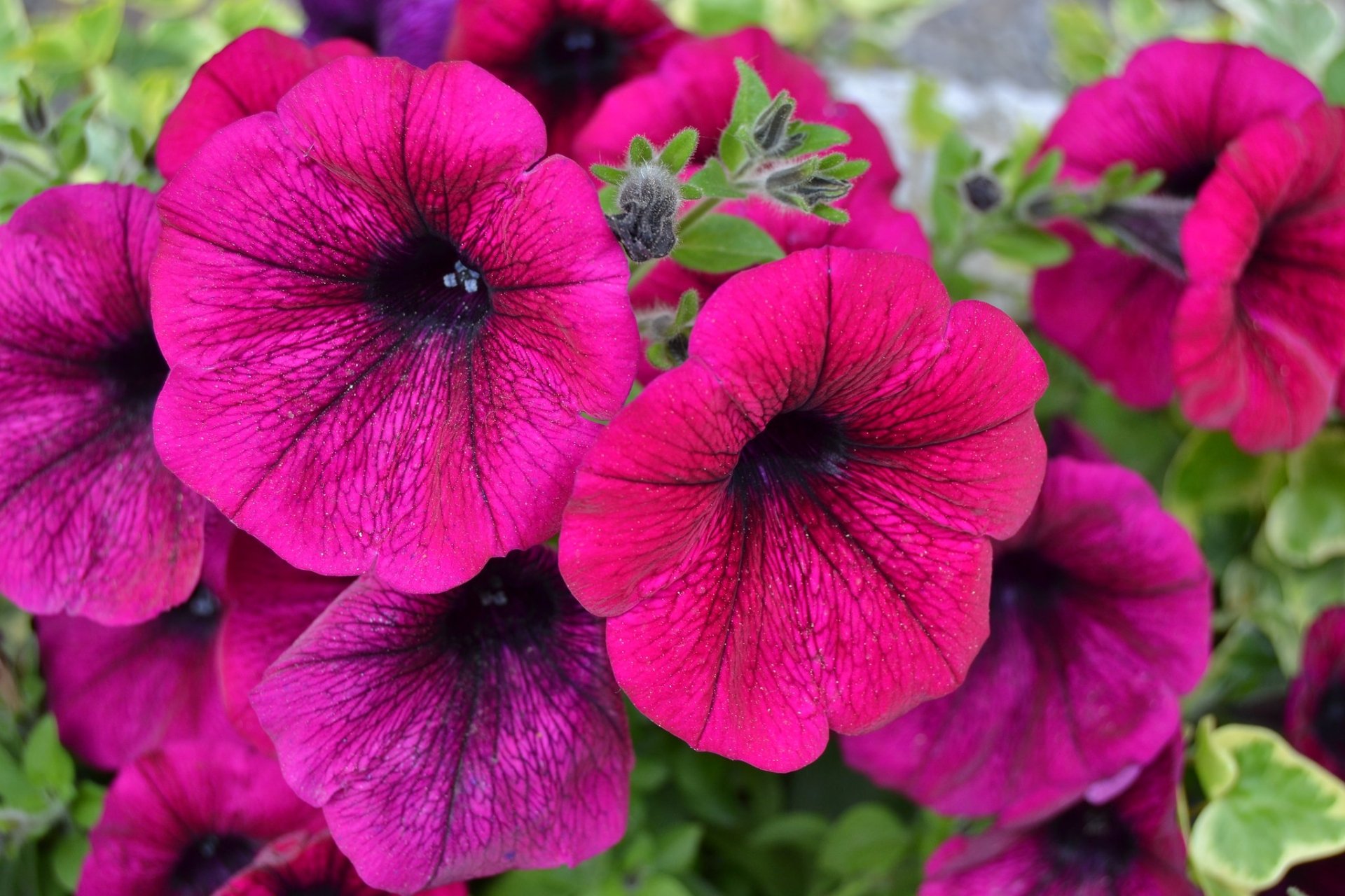 Download Petal Macro Nature Petunia HD Wallpaper