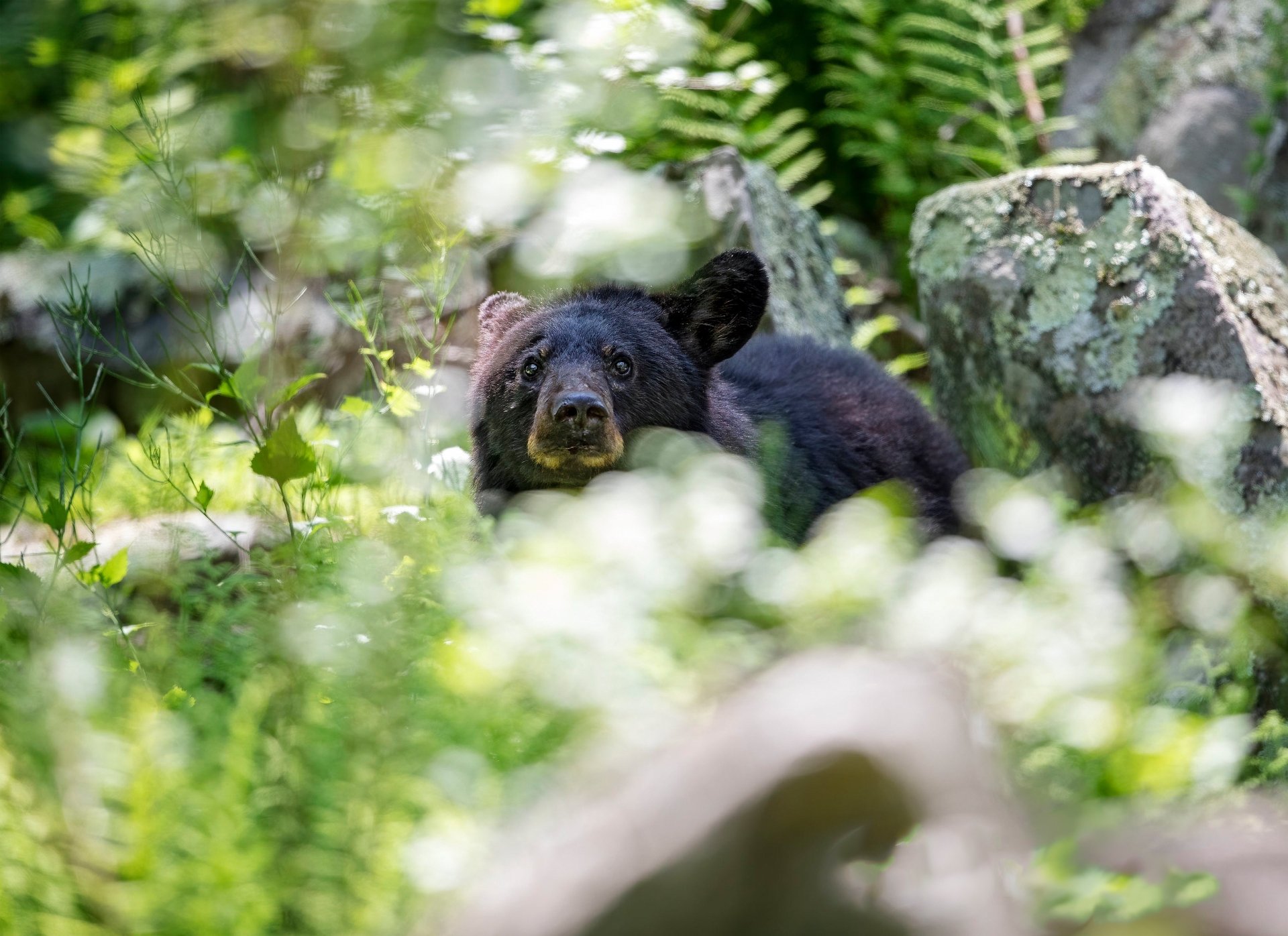 live desktop backgrounds bear