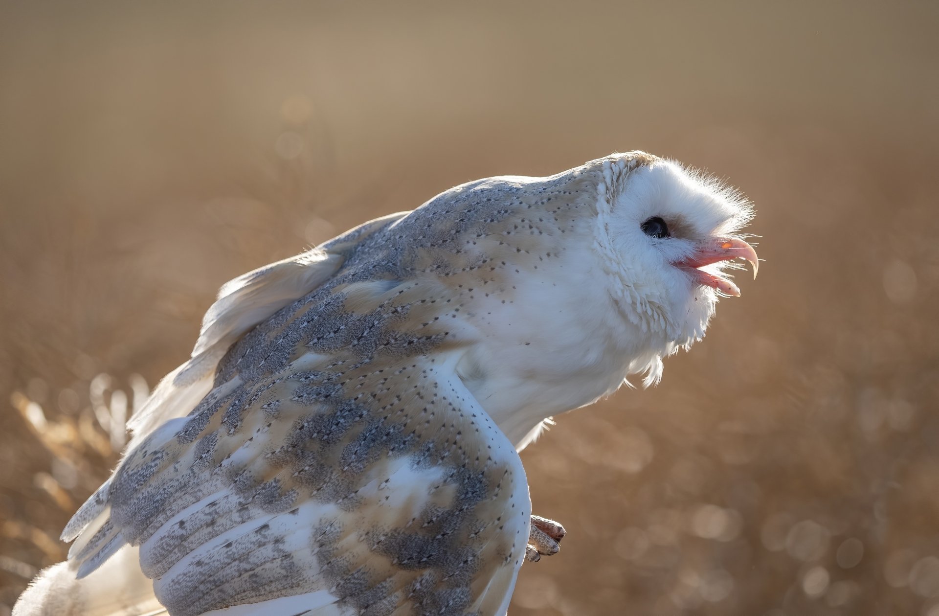 Download Bird Owl Animal Barn Owl 4k Ultra HD Wallpaper