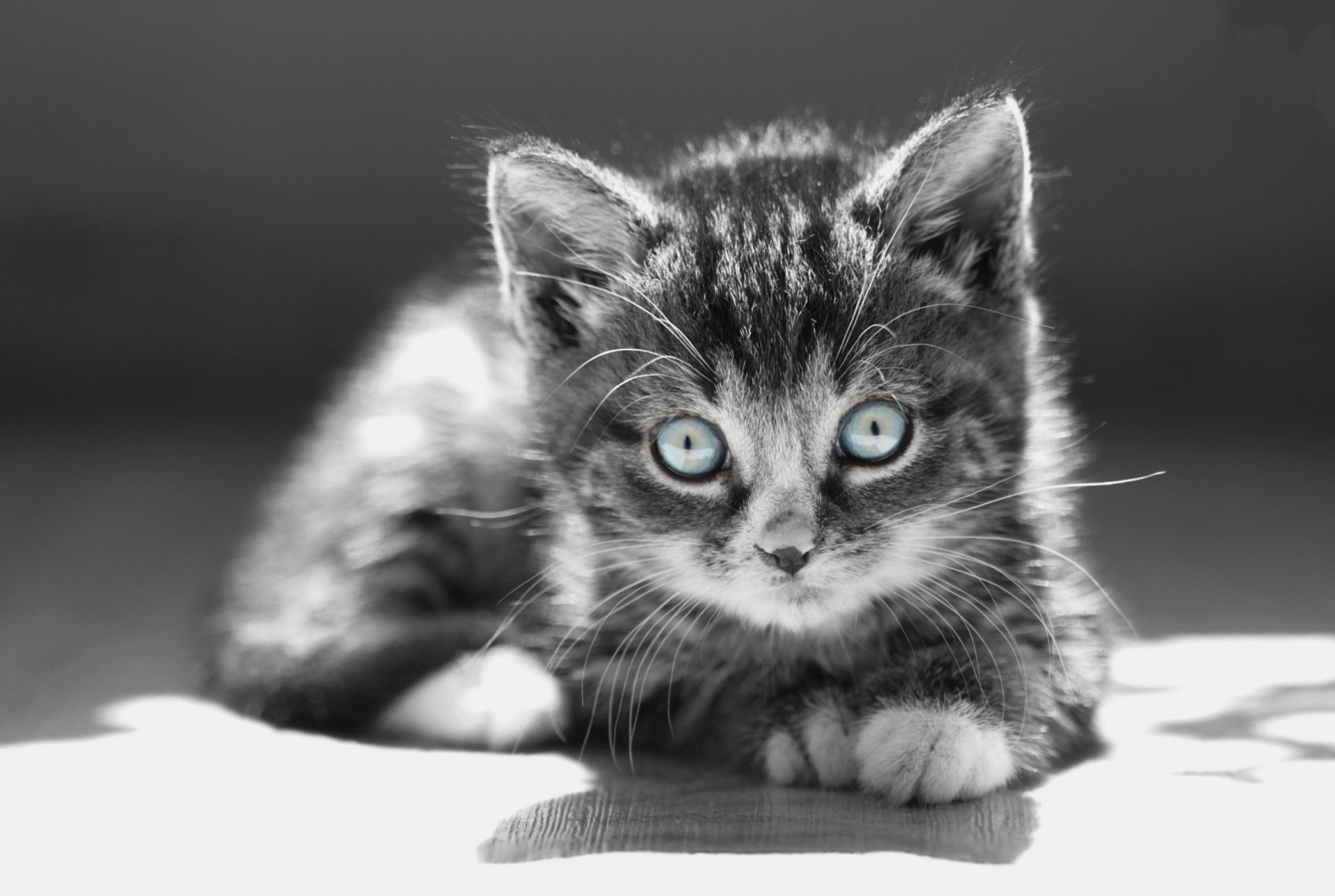 Download Animal Cat HD Wallpaper by Anna Zuidema