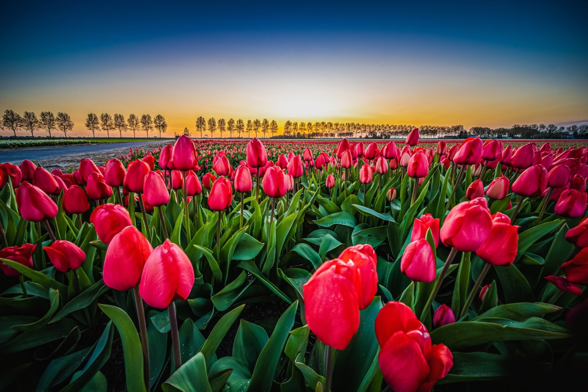 Download Netherlands Flower Nature Tulip HD Wallpaper