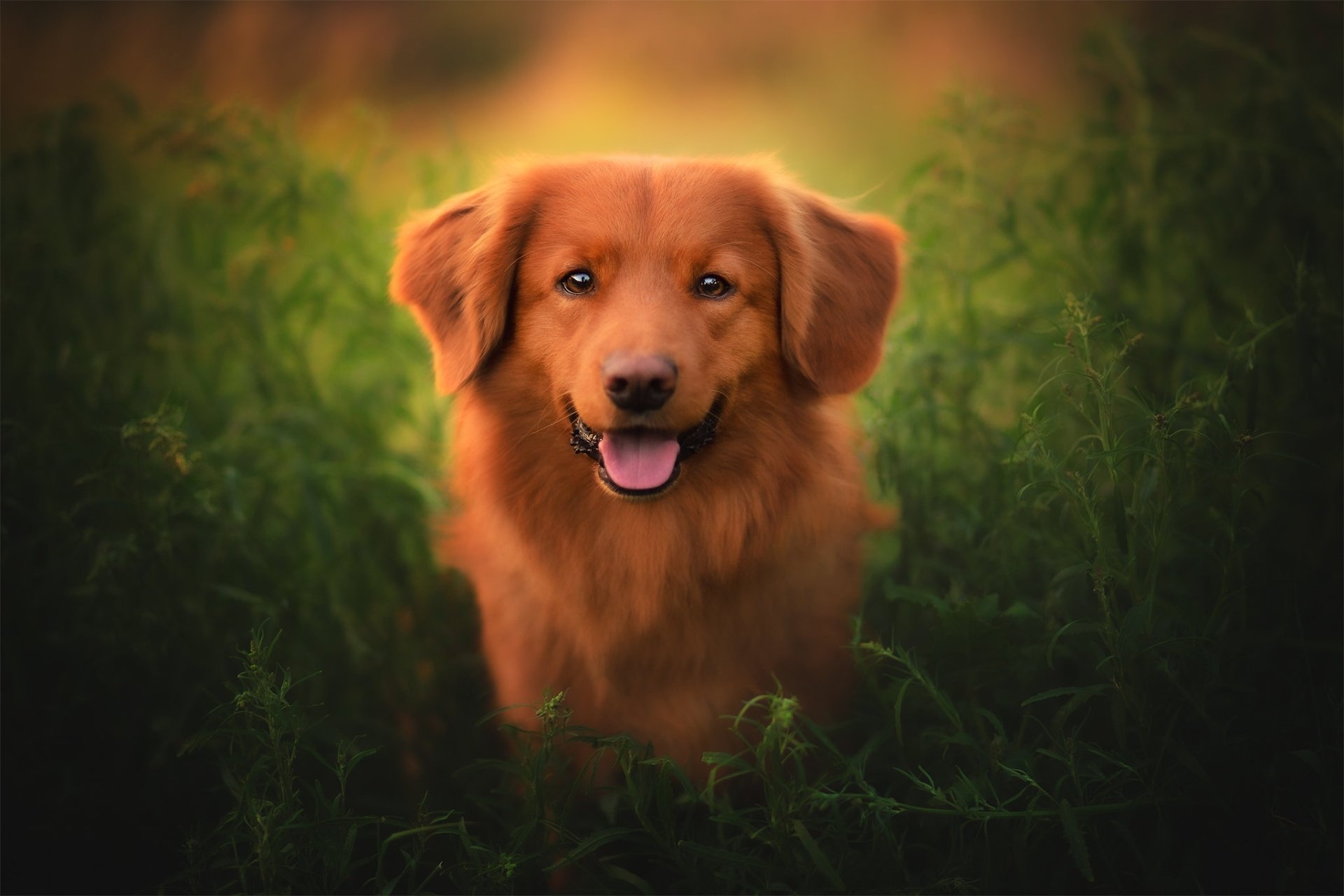 Download Dog Animal Nova Scotia Duck Tolling Retriever HD Wallpaper