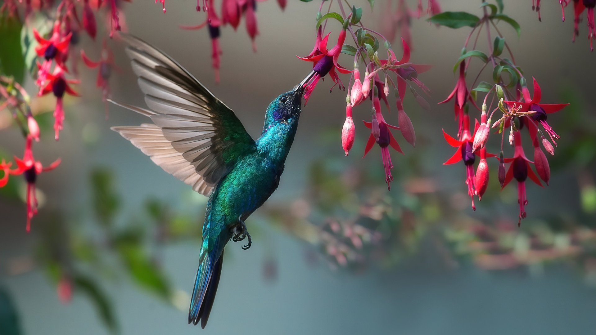 Fuchsia Hummingbird Oasis: 4k Ultra HD