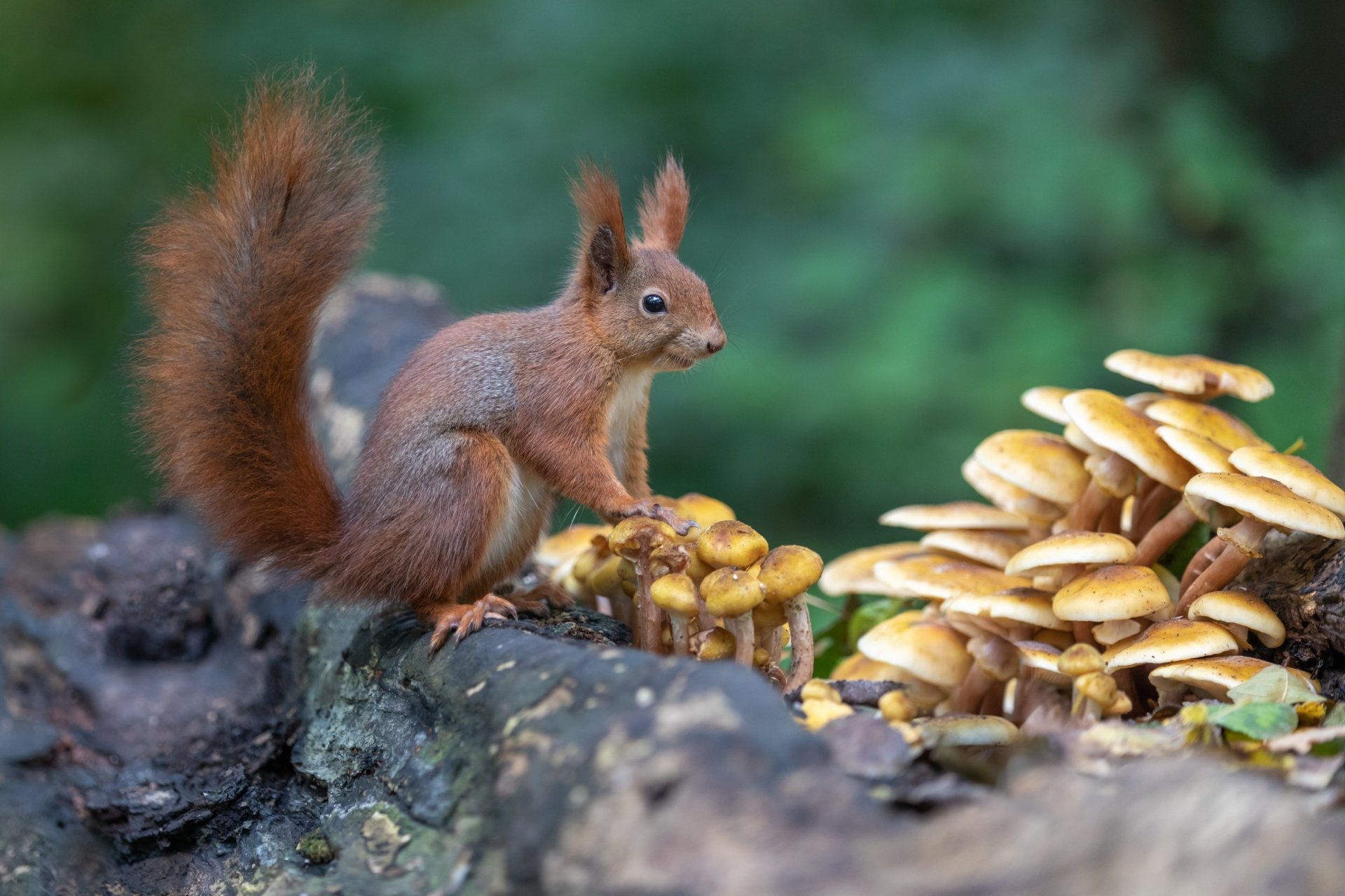 Download Mushroom Rodent Animal Squirrel 4k Ultra HD Wallpaper