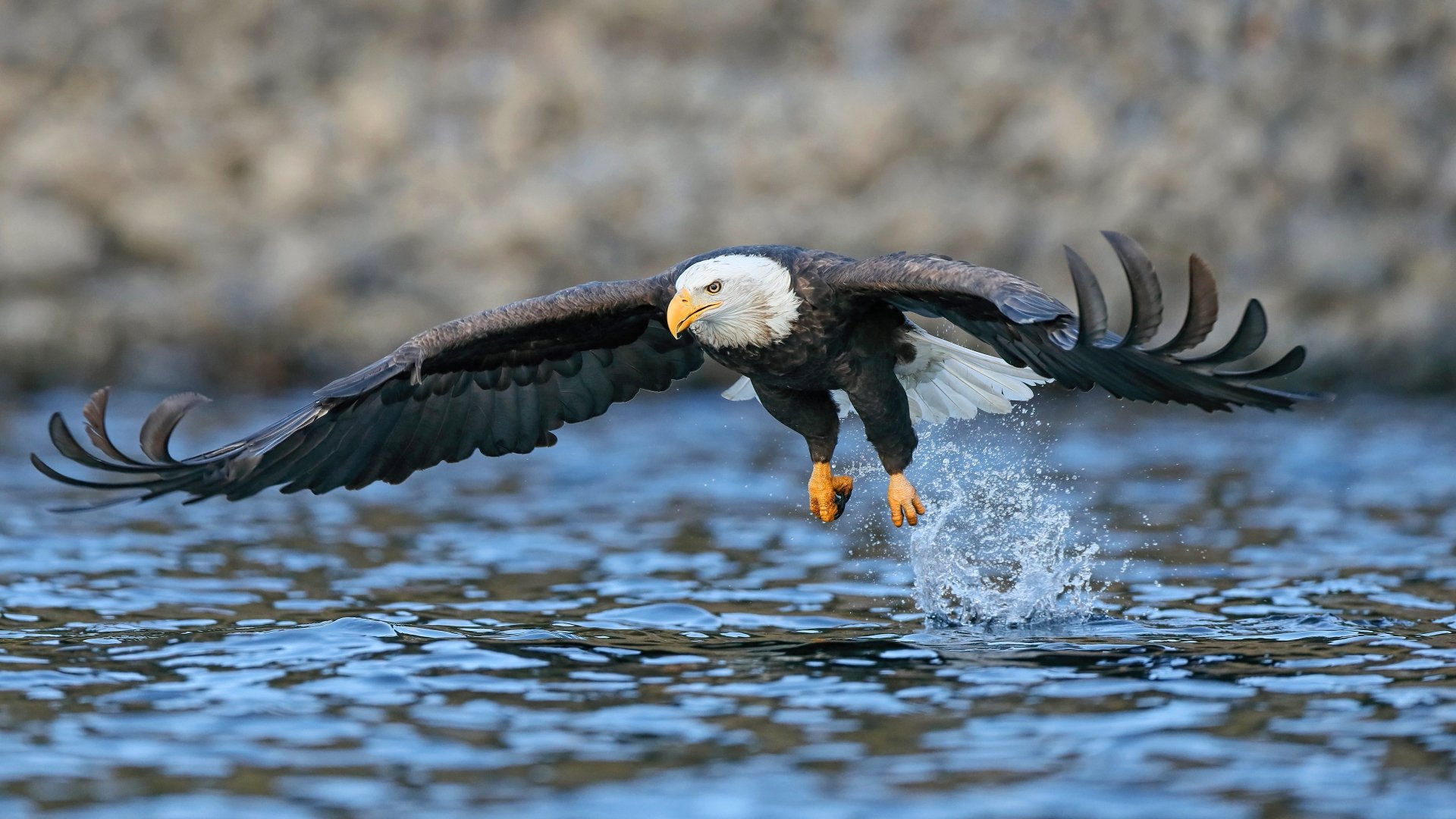 Download Animal Bald Eagle 4k Ultra HD Wallpaper