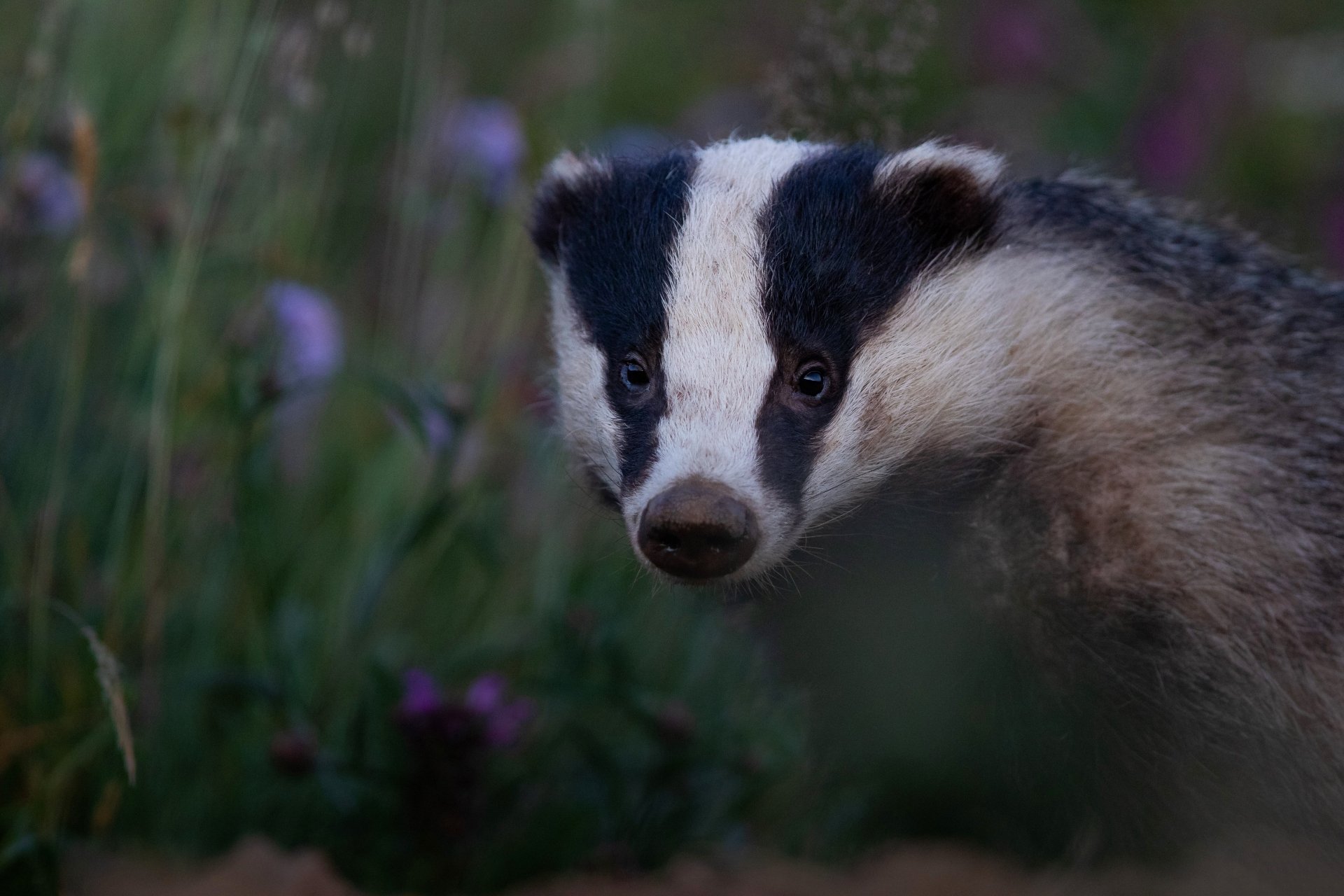 Badger 4k Ultra HD Wallpaper