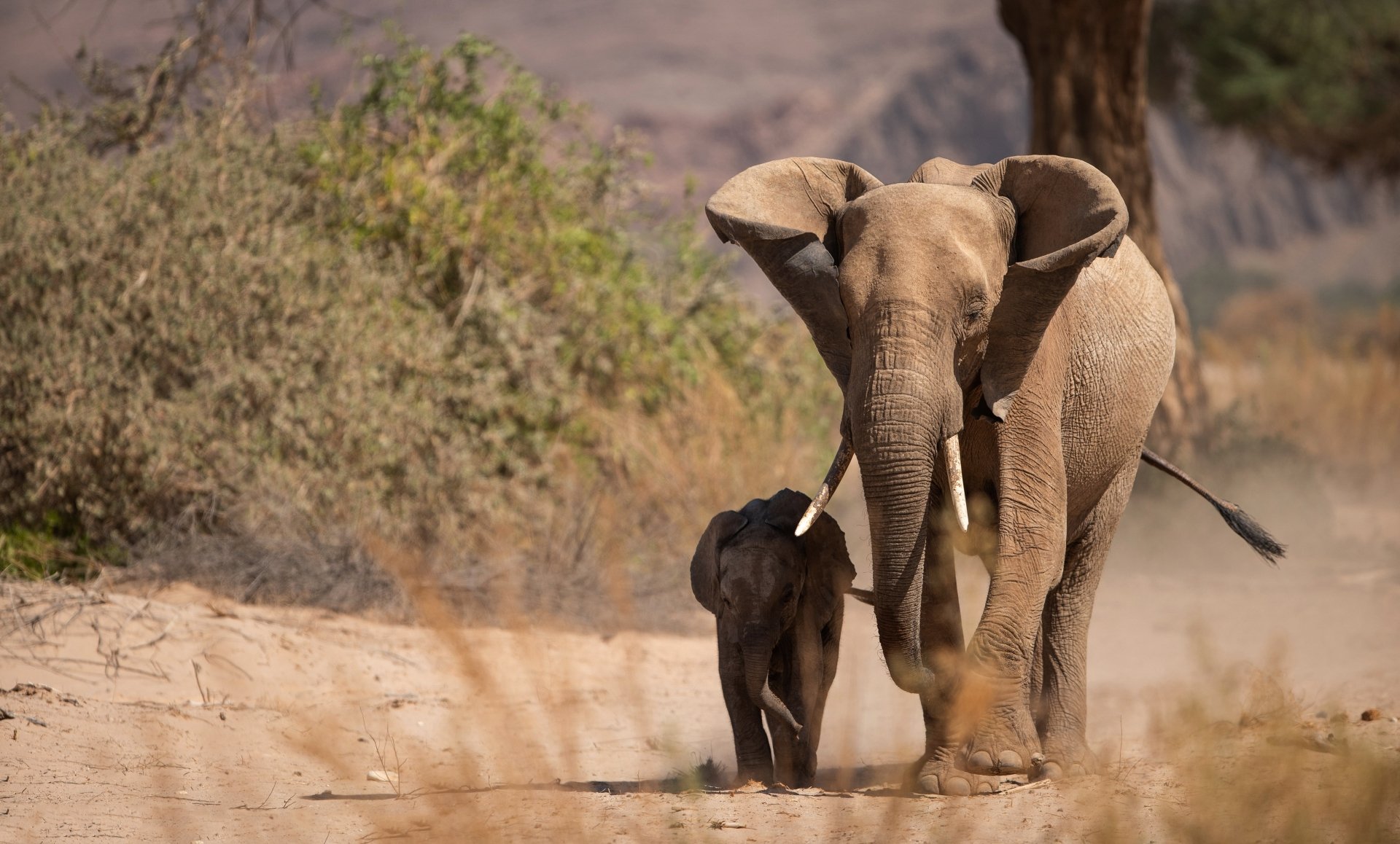 Animal: African bush elephant and calf walking across a sunlit dusty savanna — 4K Ultra HD PC desktop wallpaper/background.