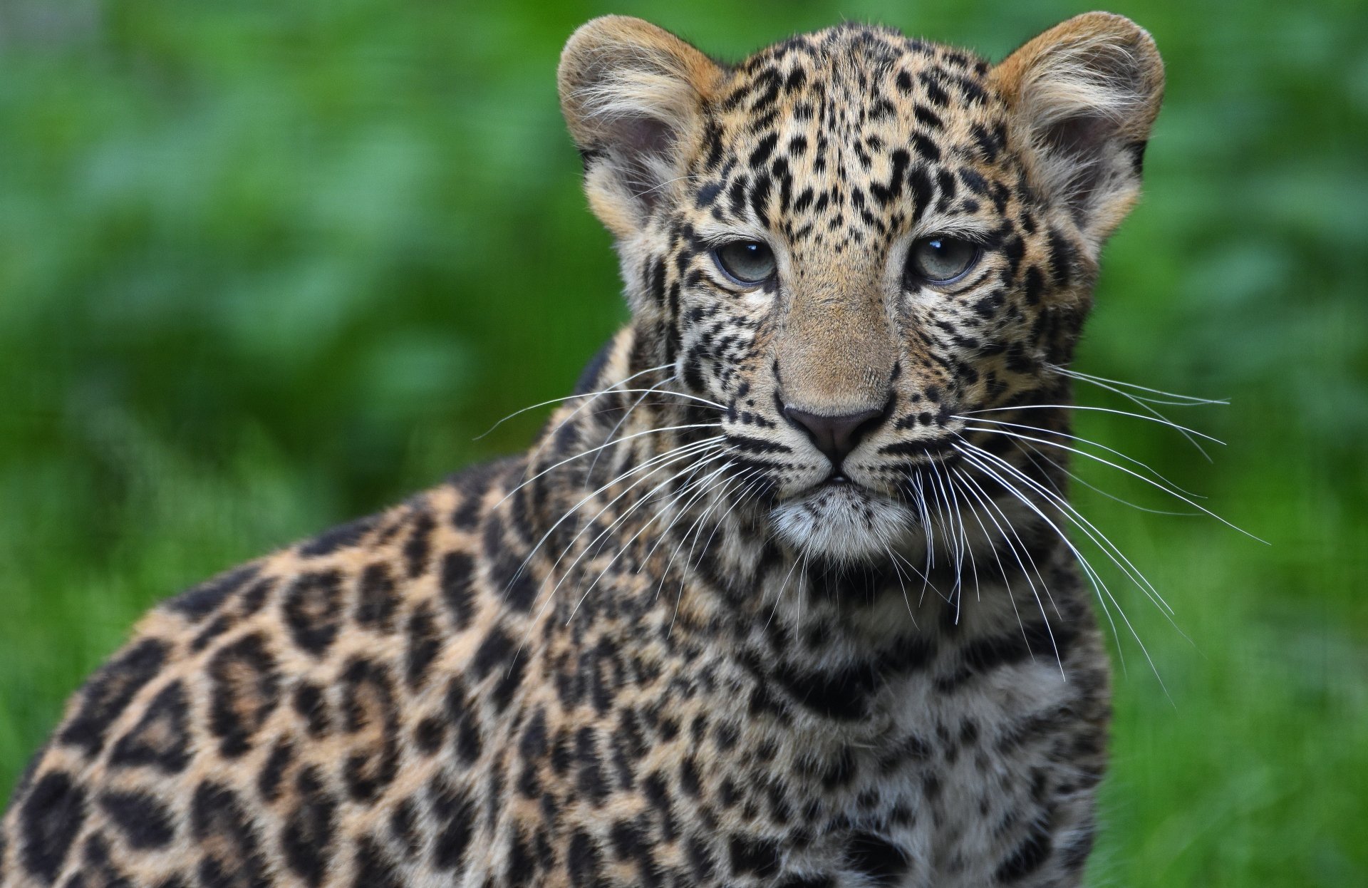 Download Cub Animal Leopard 4k Ultra HD Wallpaper