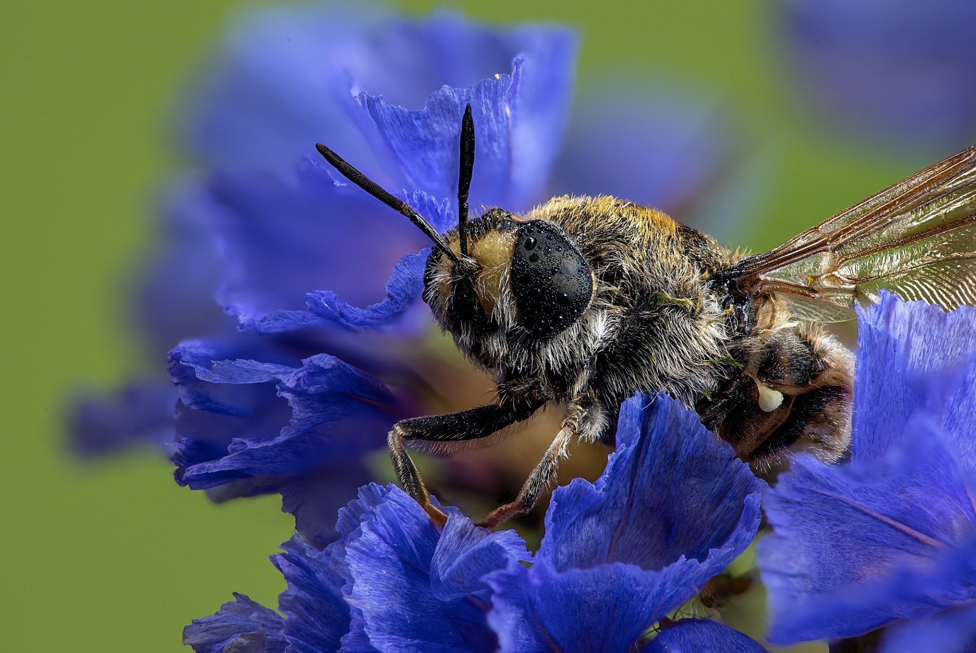 Download Macro Flower Animal Bee  HD Wallpaper