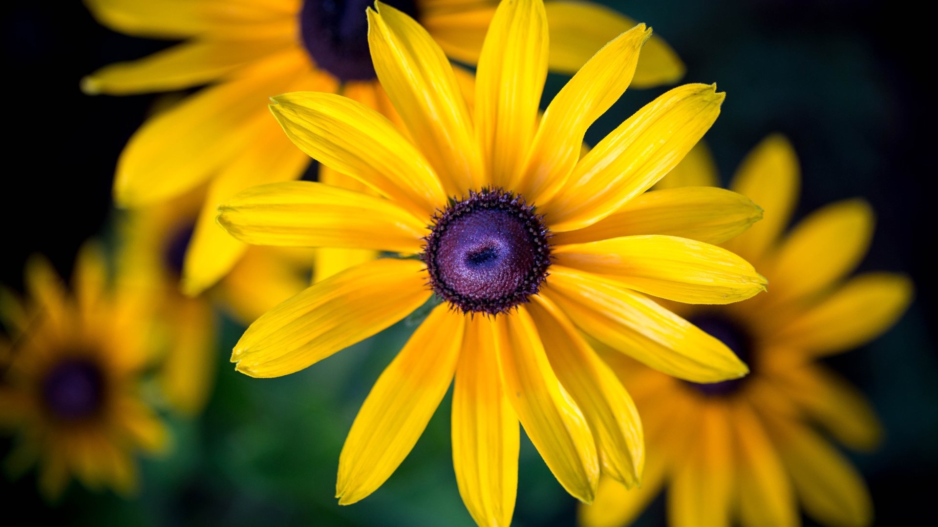 Download Rudbeckia Macro Flower Nature Black-eyed Susan Black-Eyed