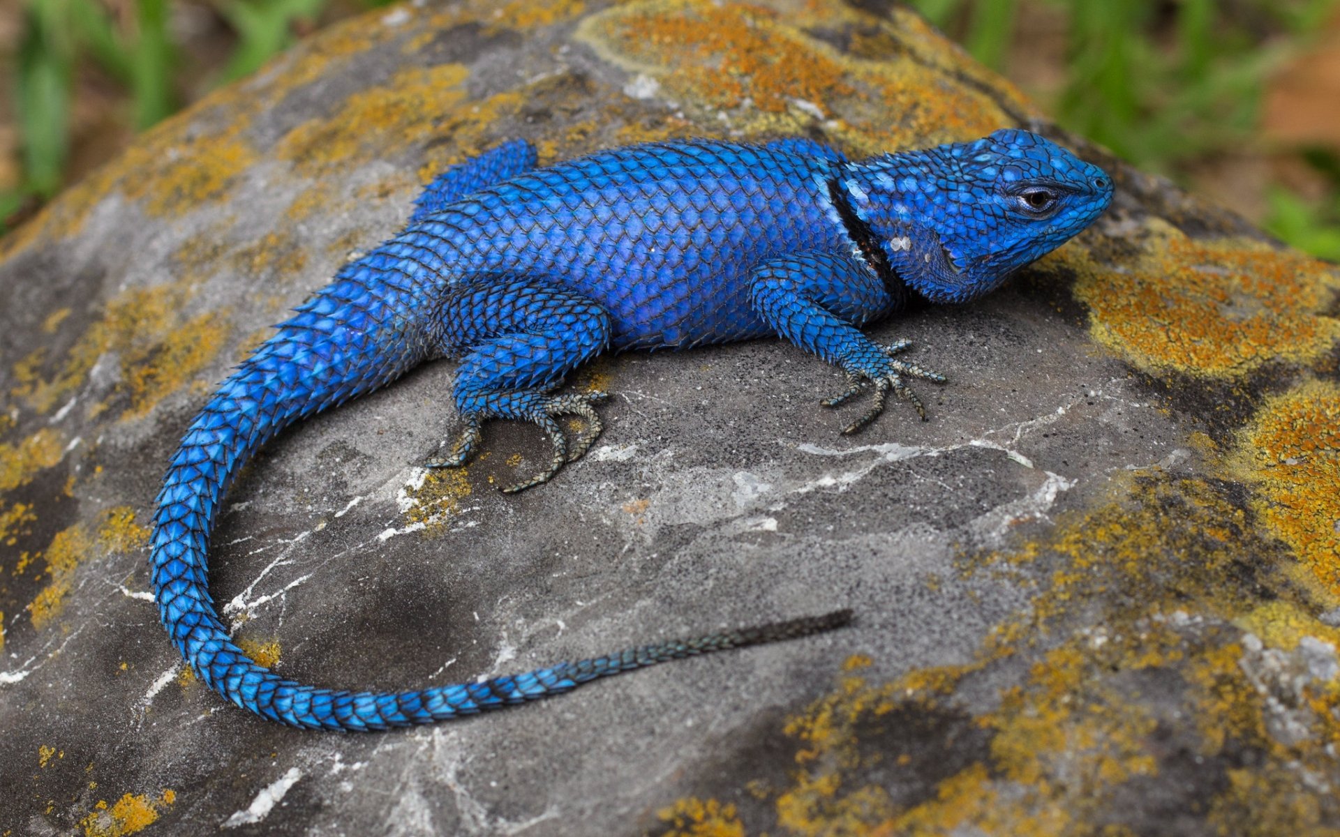 HD PC desktop wallpaper and background showing a vibrant blue agama lizard (reptile, animal) perched on a lichen-covered rock.