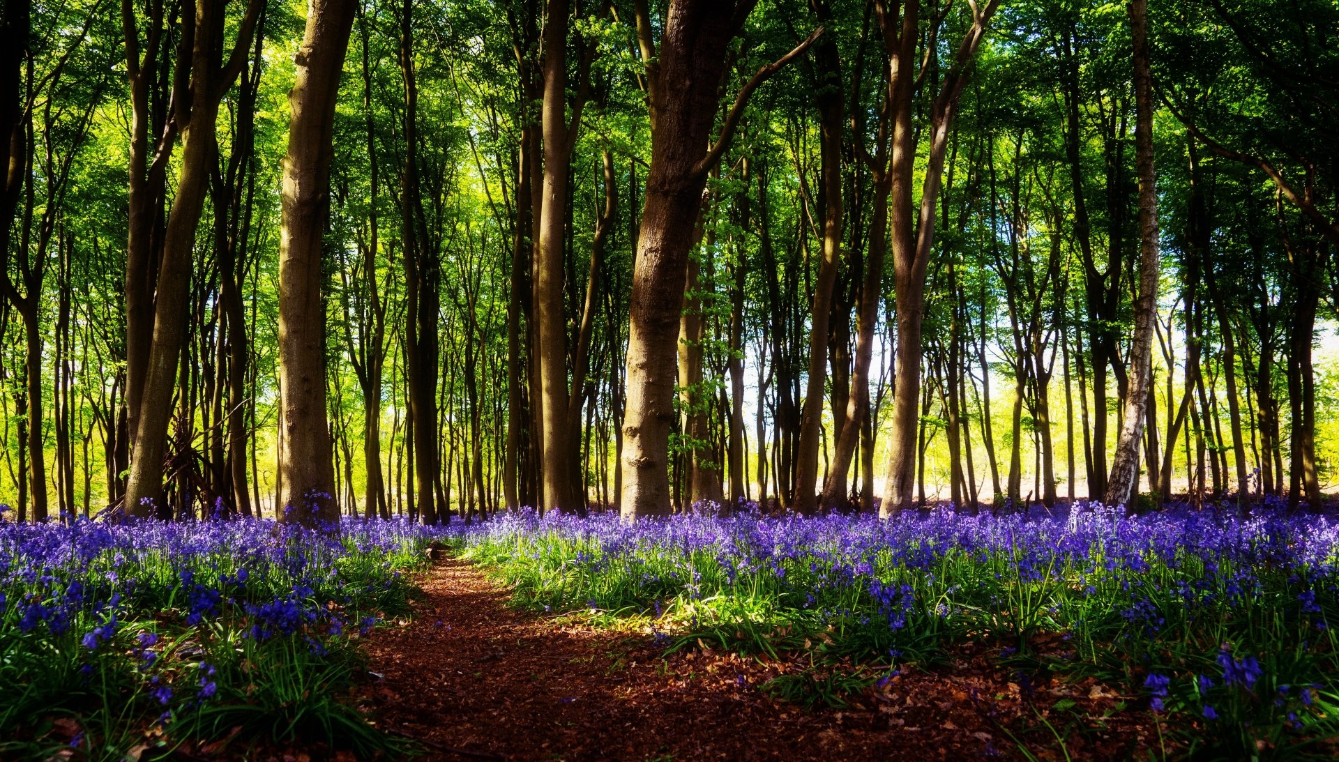 Download Path Flower Nature Forest 4k Ultra HD Wallpaper | 6144x3496 ...