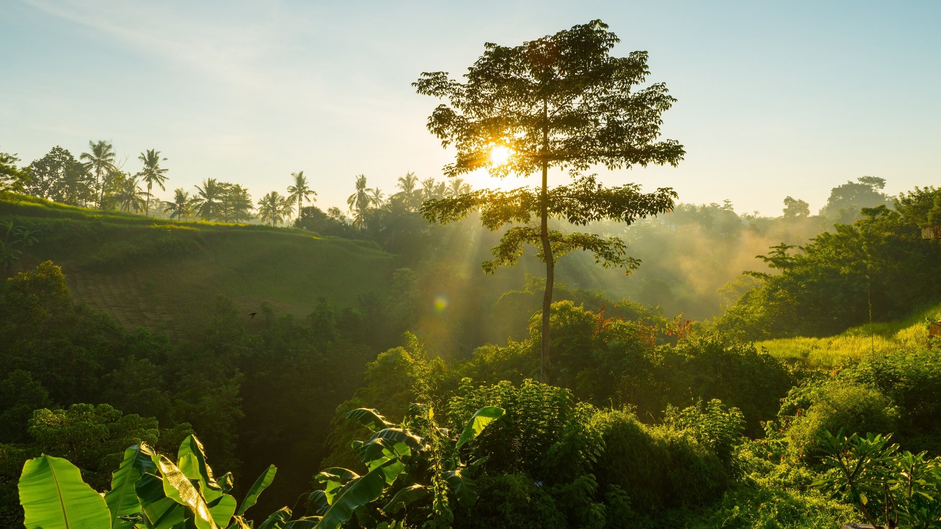 4K Ultra HD PC desktop wallpaper: Bali dawn — tropical vegetation and a lone tree bathed in sunbeams through morning fog, serene nature scene.