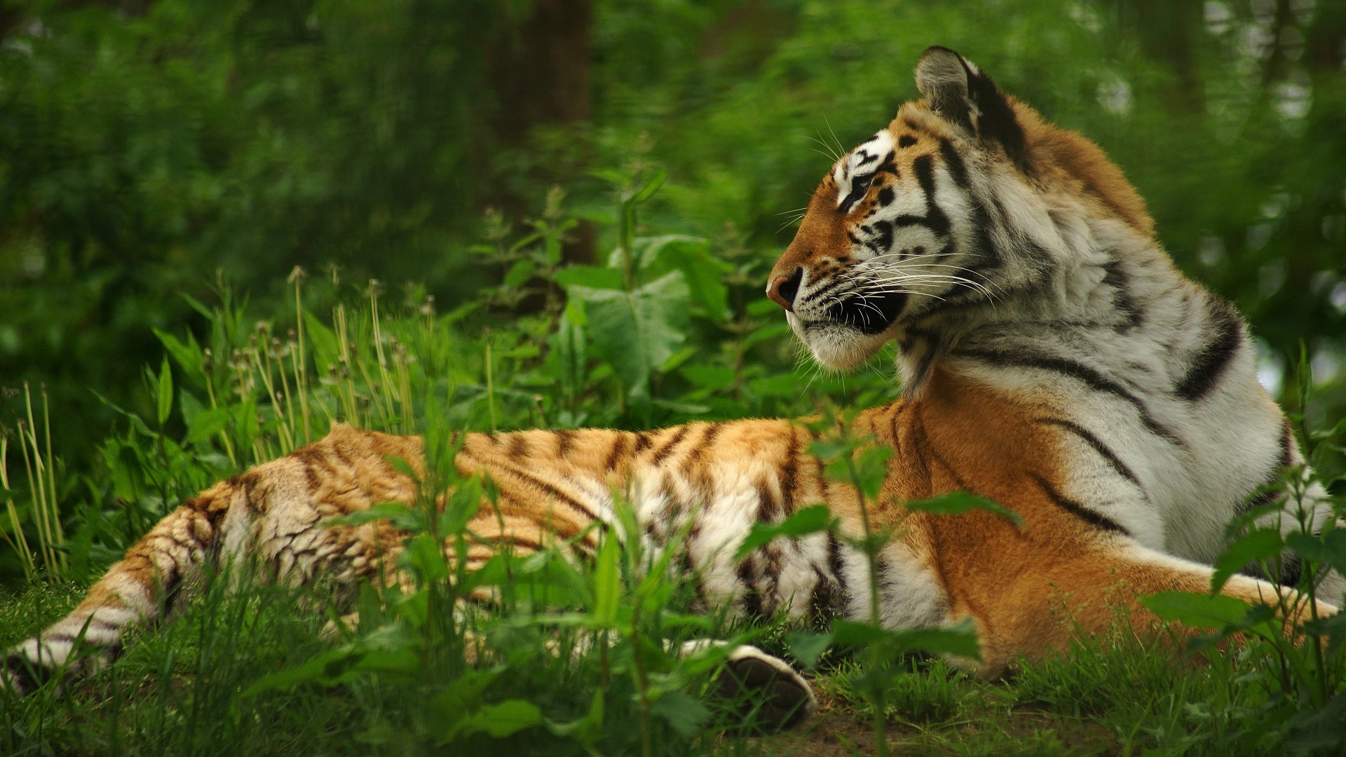 Download Animal Tiger 4k Ultra HD Wallpaper | 3840x2160 | Wallpaper Abyss