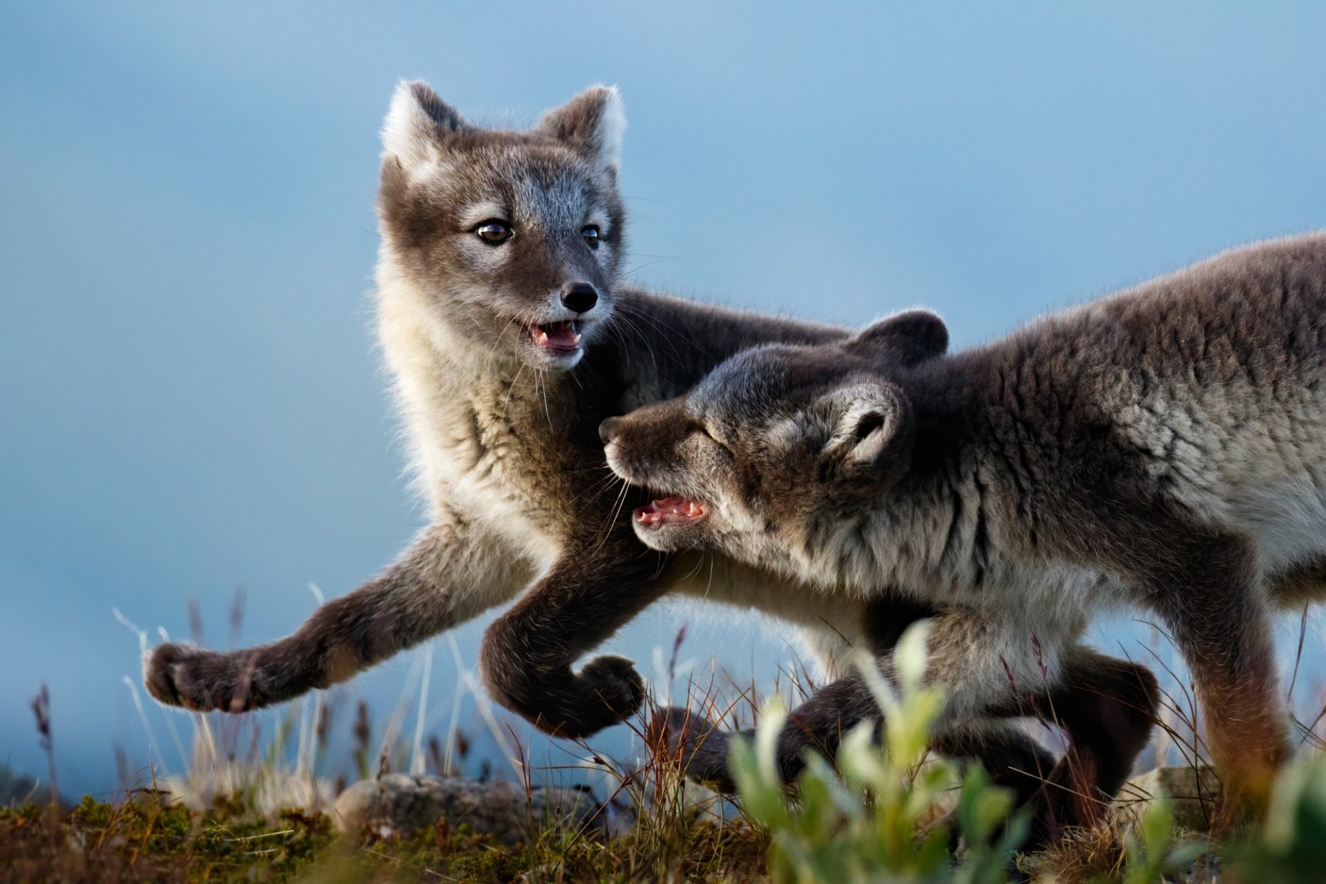 HD PC desktop wallpaper/background: two playful arctic fox kits (animal) romping on tundra, soft gray fur and alert expressions against a pale blue sky.