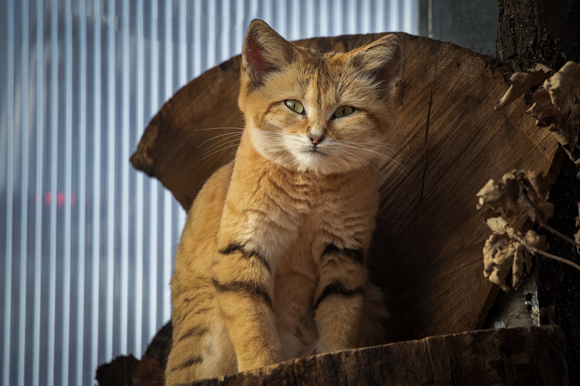 Download Wildcat Animal Sand Cat HD Wallpaper